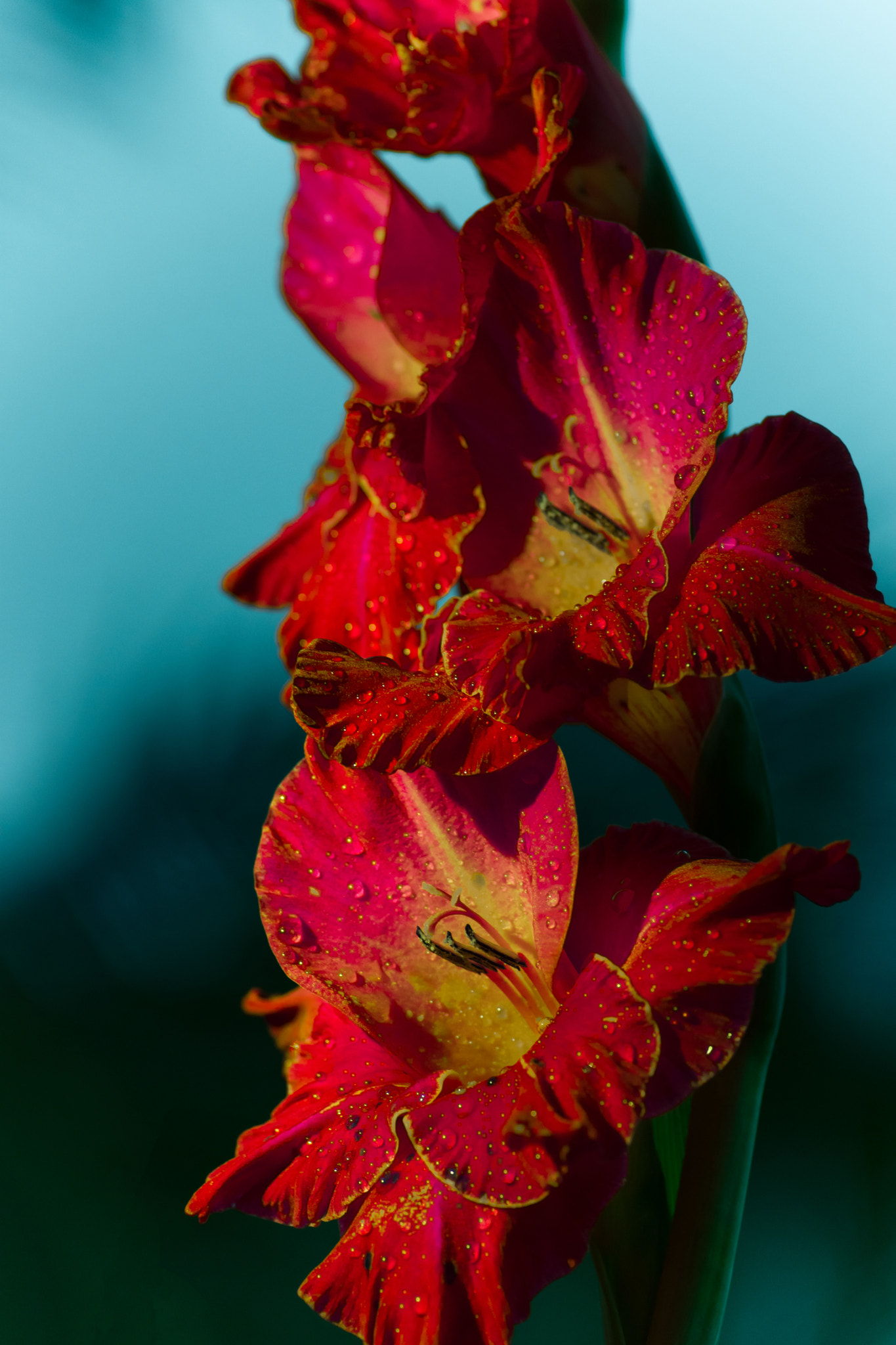 Nikon D7200 sample photo. Red flowers photography