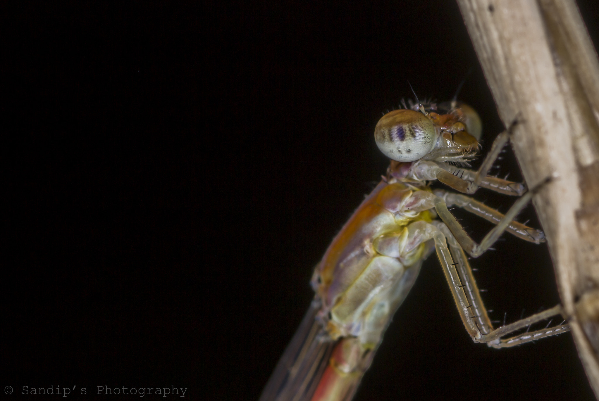 Canon EOS 600D (Rebel EOS T3i / EOS Kiss X5) + Tamron SP AF 90mm F2.8 Di Macro sample photo. Orange threadtail..... photography