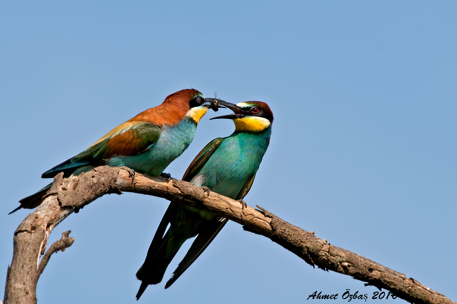Nikon AF-S Nikkor 200-500mm F5.6E ED VR sample photo. Love   (happy valentine's day) photography