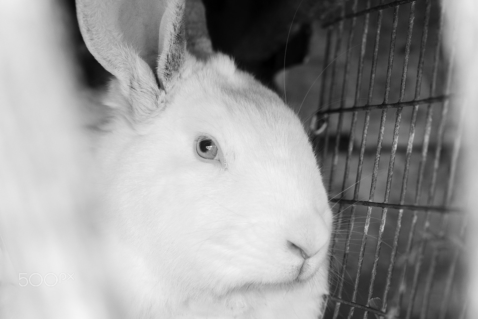 Nikon D610 sample photo. Portrait of the white rabbit photography
