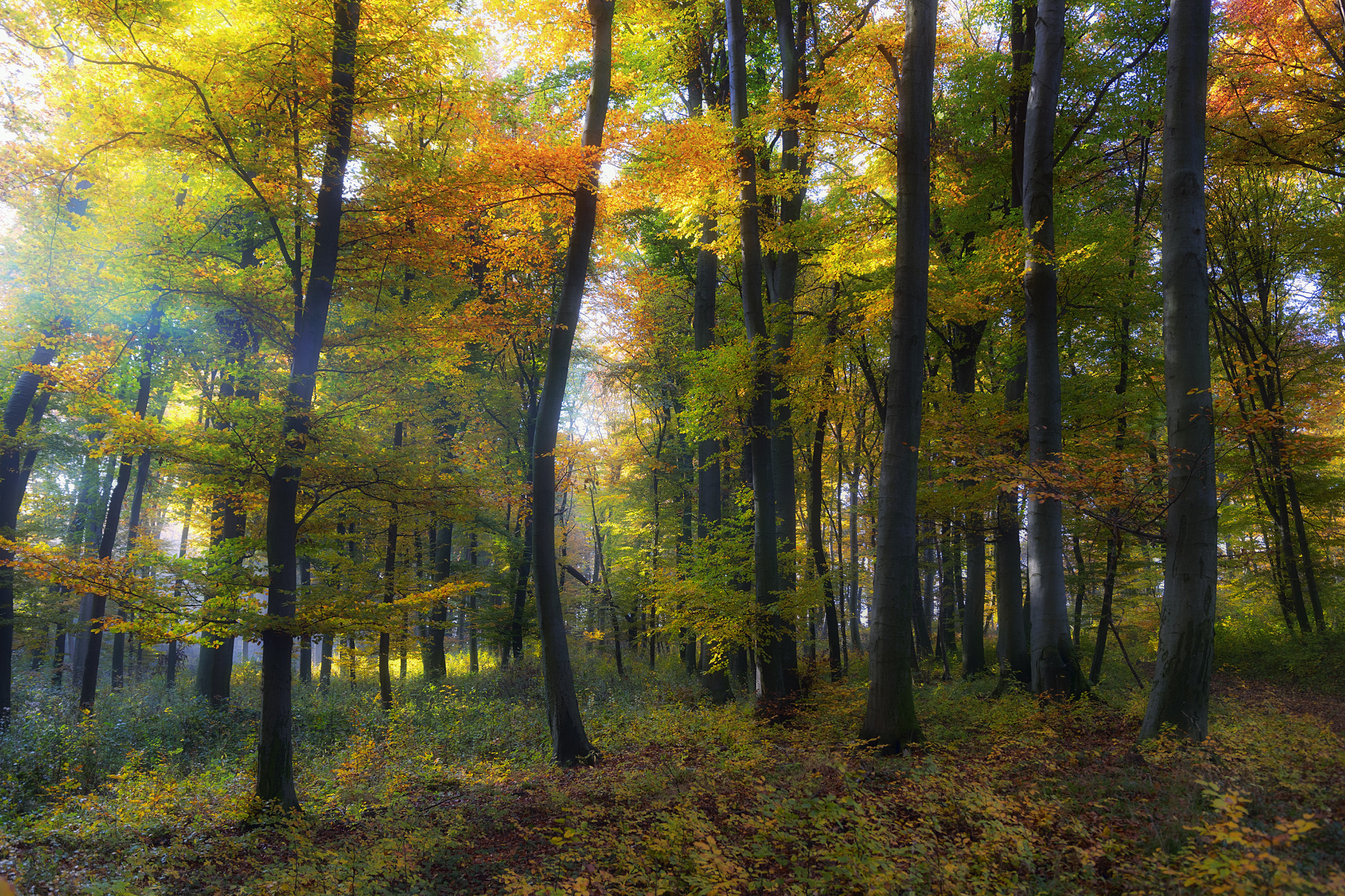 Nikon D5300 sample photo. Autumn mood photography