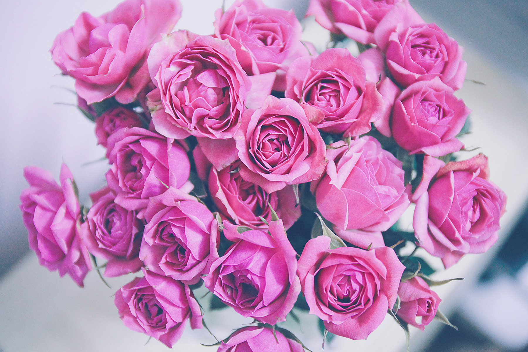 Canon EF 24-70mm F4L IS USM sample photo. Rose photography