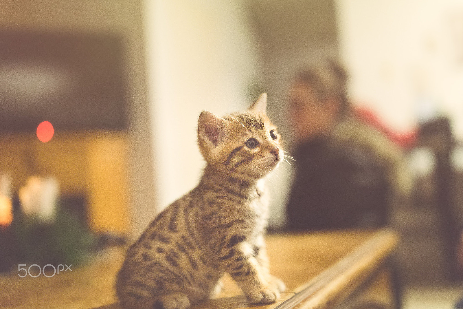 Canon EF 35mm F1.4L II USM sample photo. The unbearable weight of cuteness photography
