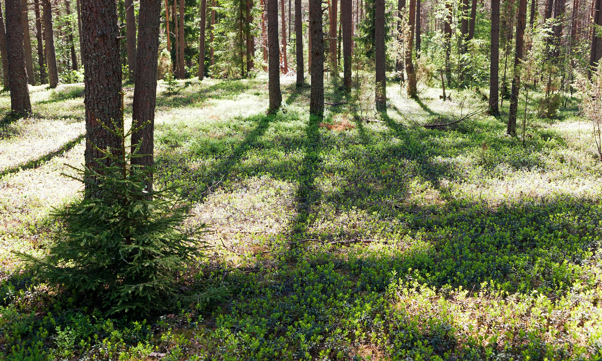 Sony Alpha DSLR-A700 + 24-70mm F2.8 sample photo. Solar wood. summer landscape photography