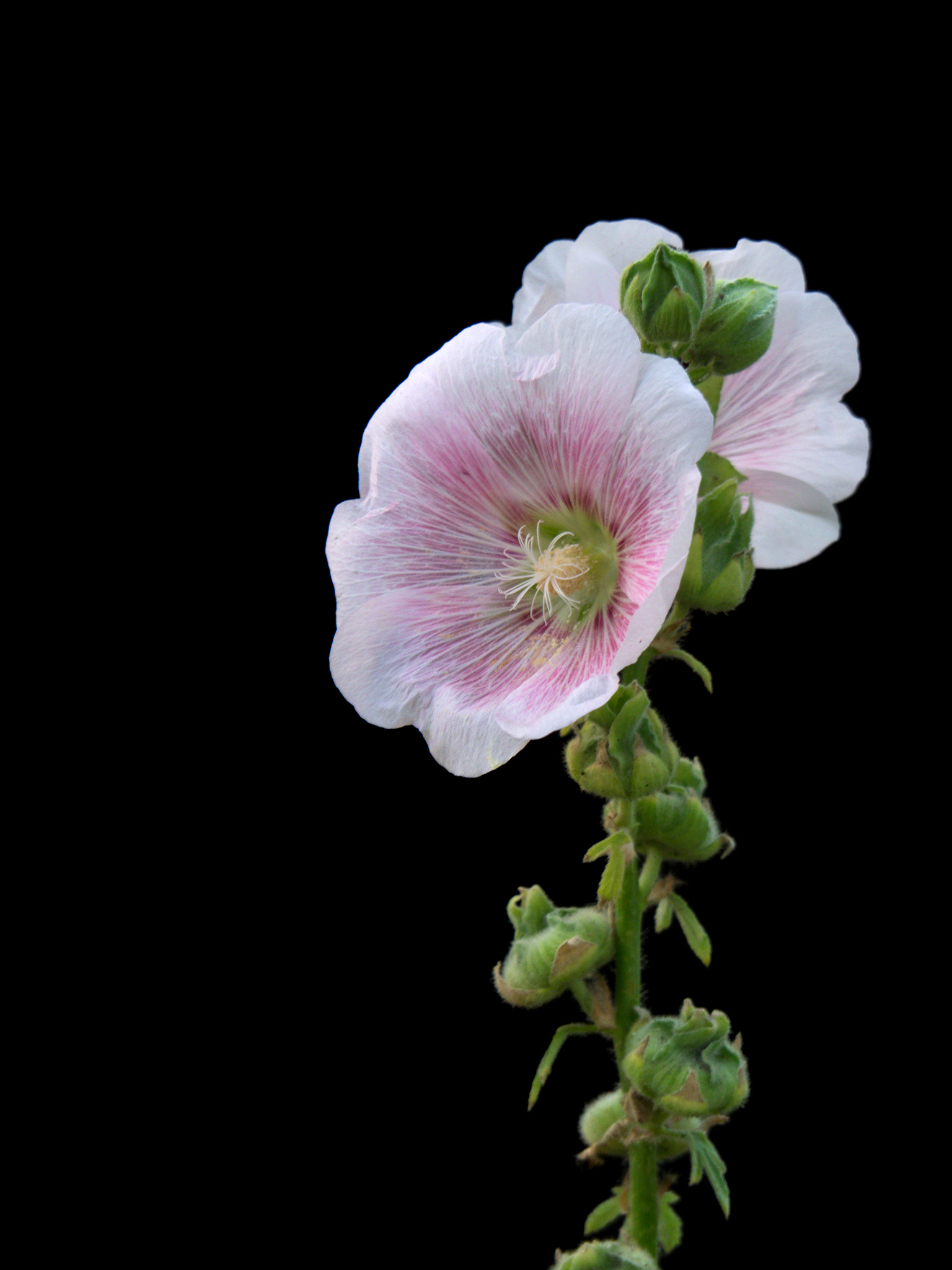 OLYMPUS M.14-150mm F4.0-5.6 II sample photo. Hollyhocks photography
