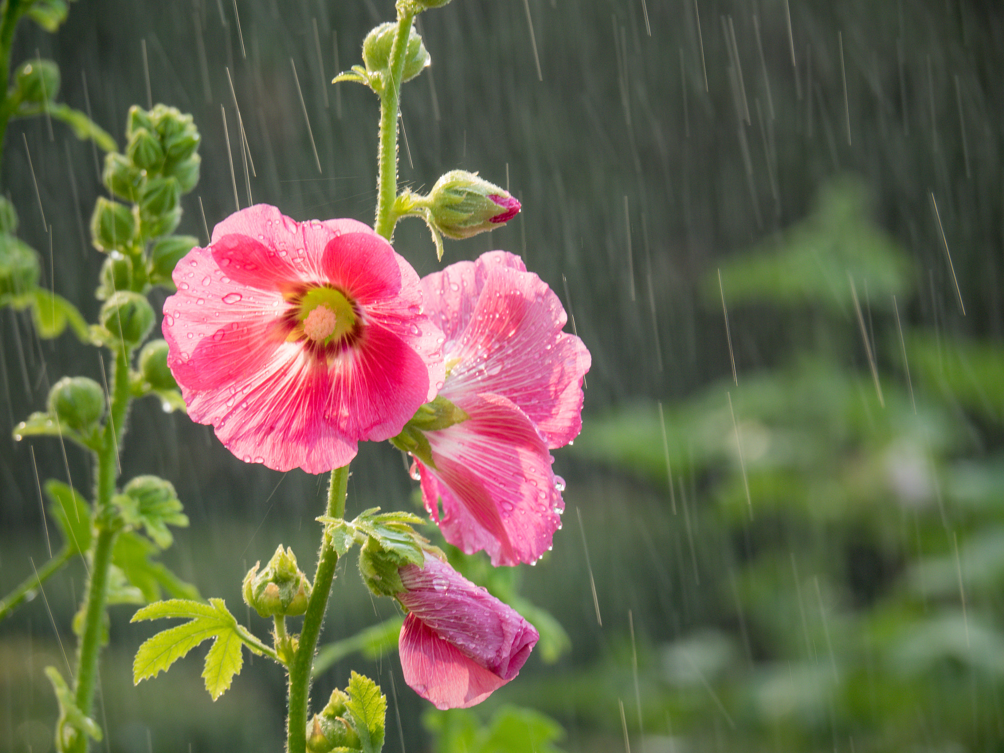 OLYMPUS M.14-150mm F4.0-5.6 II sample photo. Hollyhocks photography
