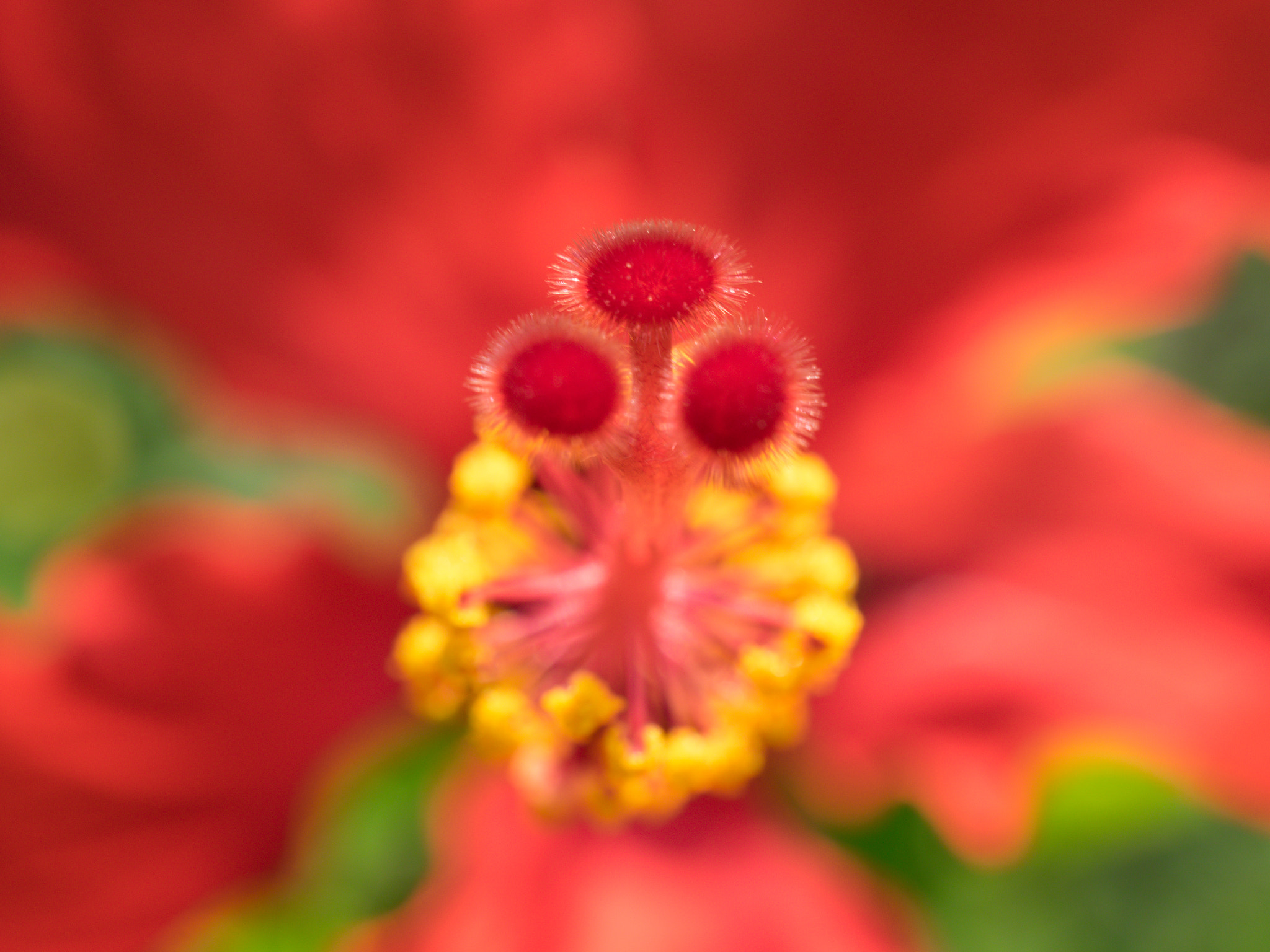 Olympus M.Zuiko Digital ED 30mm F3.5 Macro sample photo. Hibiscus photography