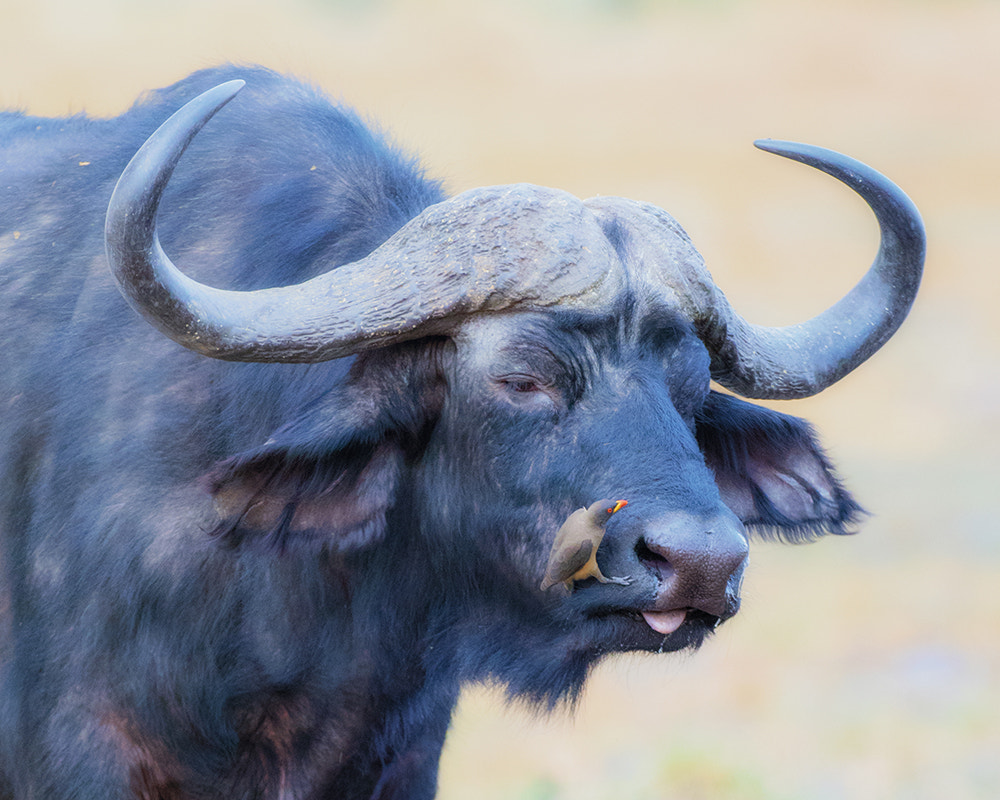 Nikon D810 sample photo. Buffalo & friend photography