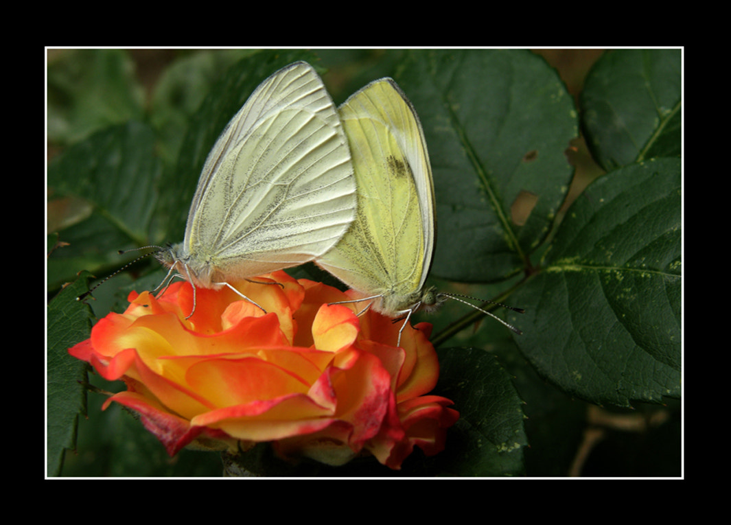 Olympus SP560UZ sample photo. Happy valentine's day.. photography