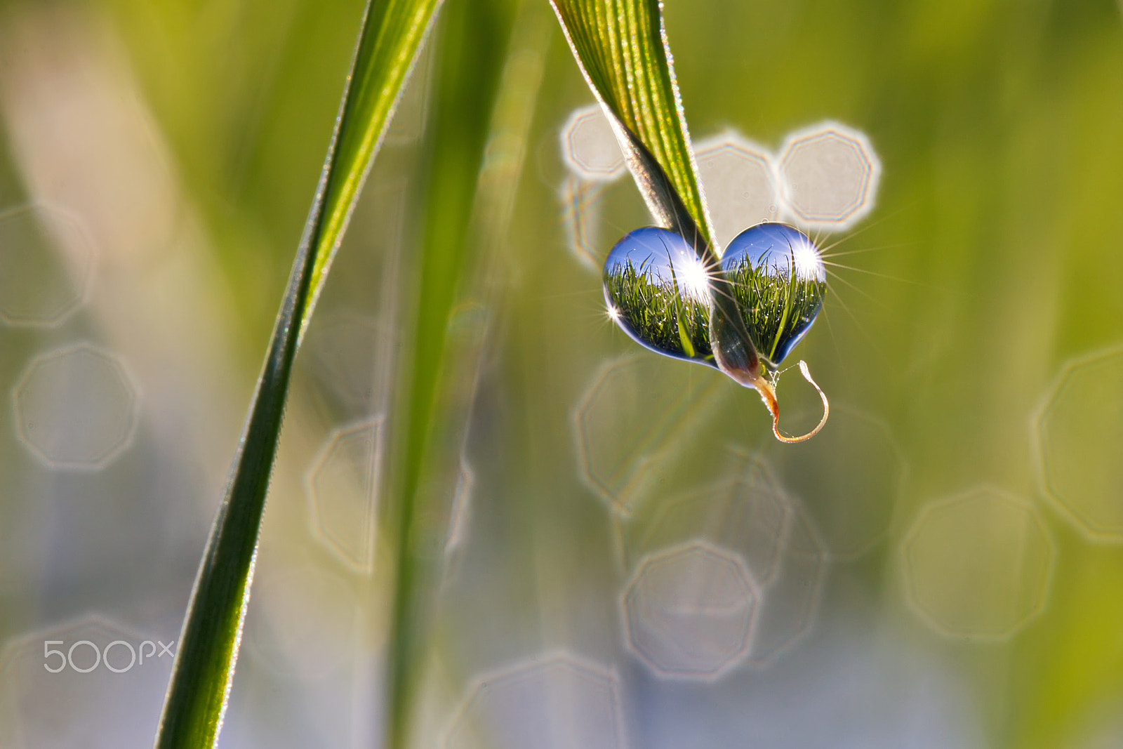 Canon EF 100mm F2.8L Macro IS USM sample photo. Valentine from nature photography