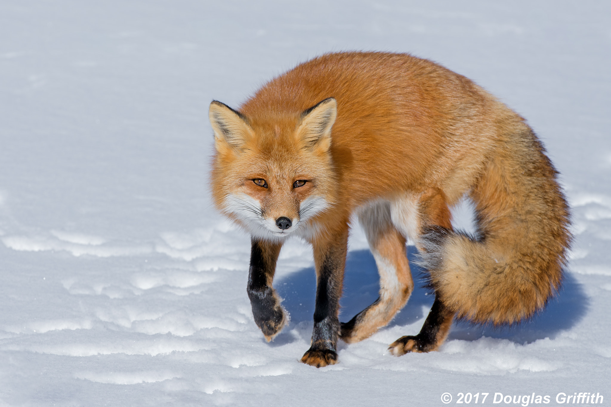 Nikon AF-S Nikkor 70-200mm F2.8G ED VR II sample photo. Say whaaaat?: female red fox (vulpes vulpes) photography