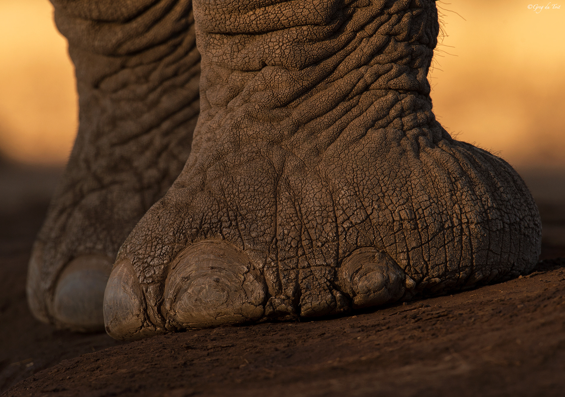 Nikon D4S sample photo. Elephant toes photography