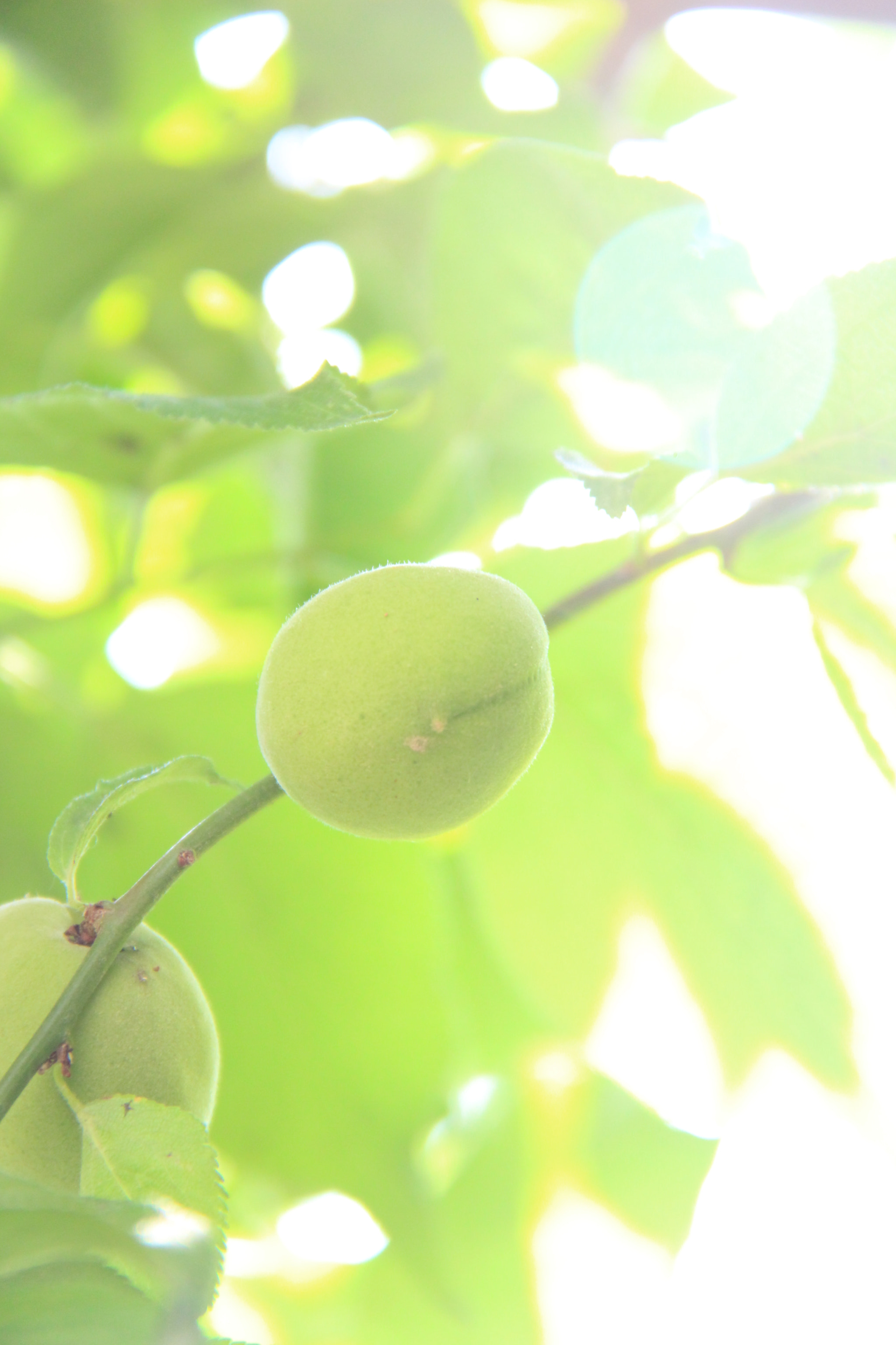 Canon EF-S 18-200mm F3.5-5.6 IS sample photo. 연두빛```매실 photography
