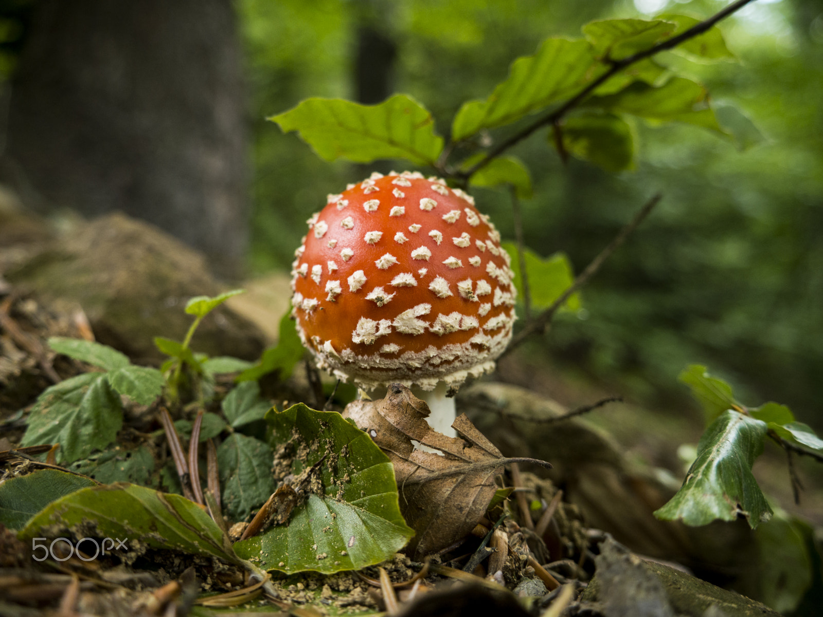 Panasonic Lumix DMC-GF6 + LUMIX G VARIO 14-42/F3.5-5.6 II sample photo. Mushroom photography