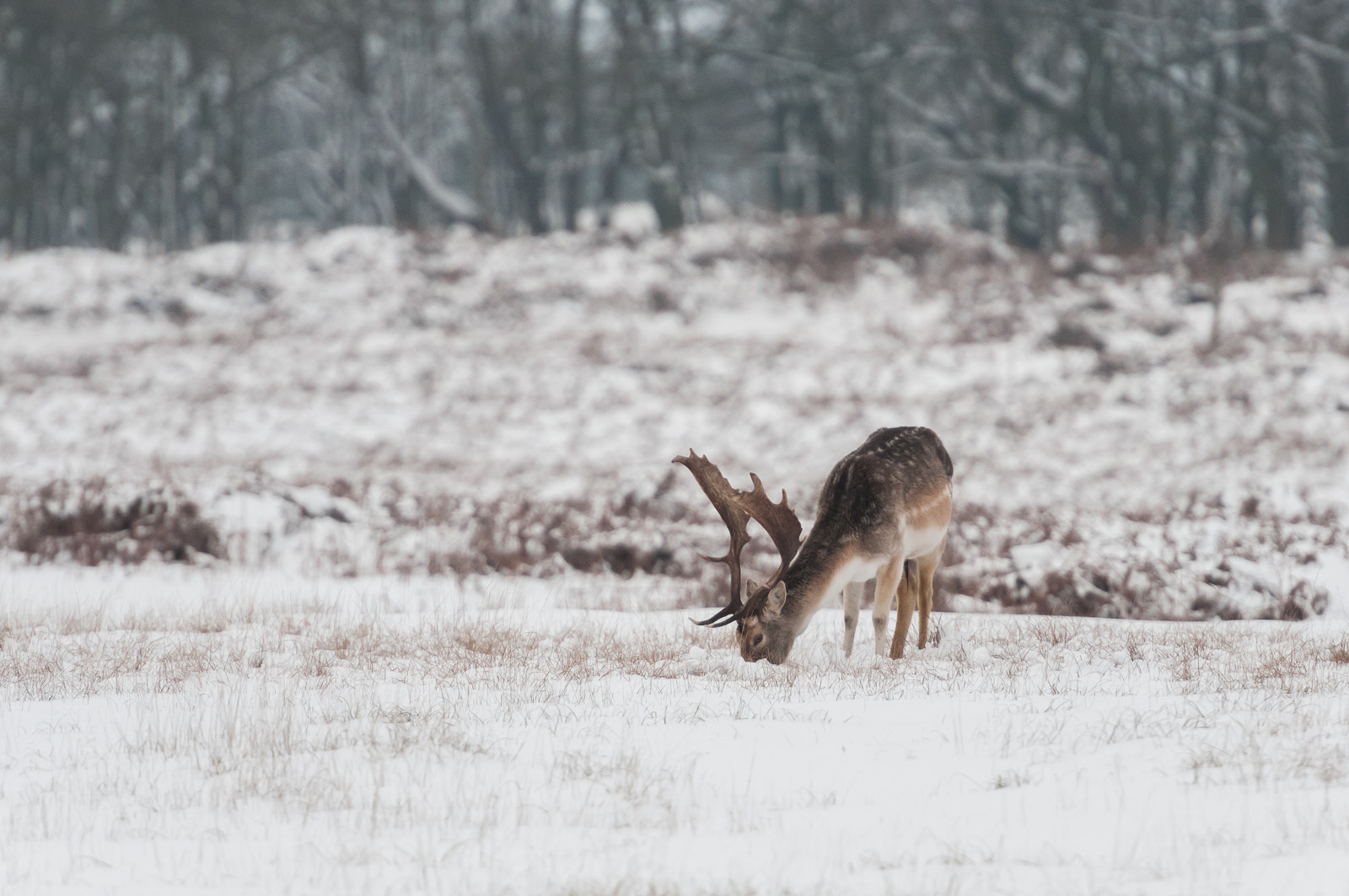 Nikon AF-S Nikkor 70-200mm F2.8G ED VR II sample photo. Finally snow ! photography