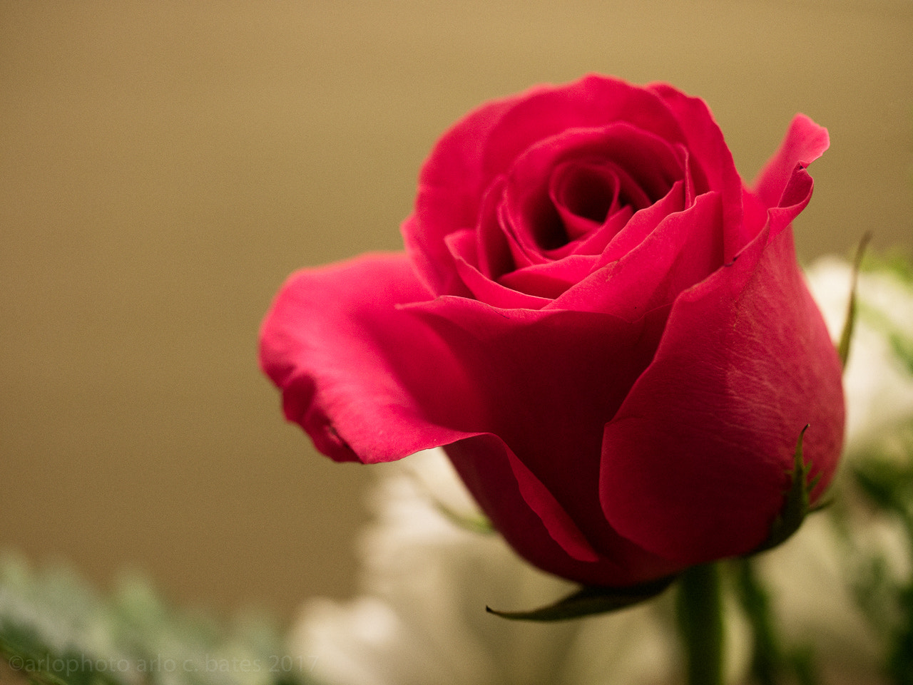 Olympus M.Zuiko Digital ED 60mm F2.8 Macro sample photo. 2017 365 arlophotochallenge 45-365 photography
