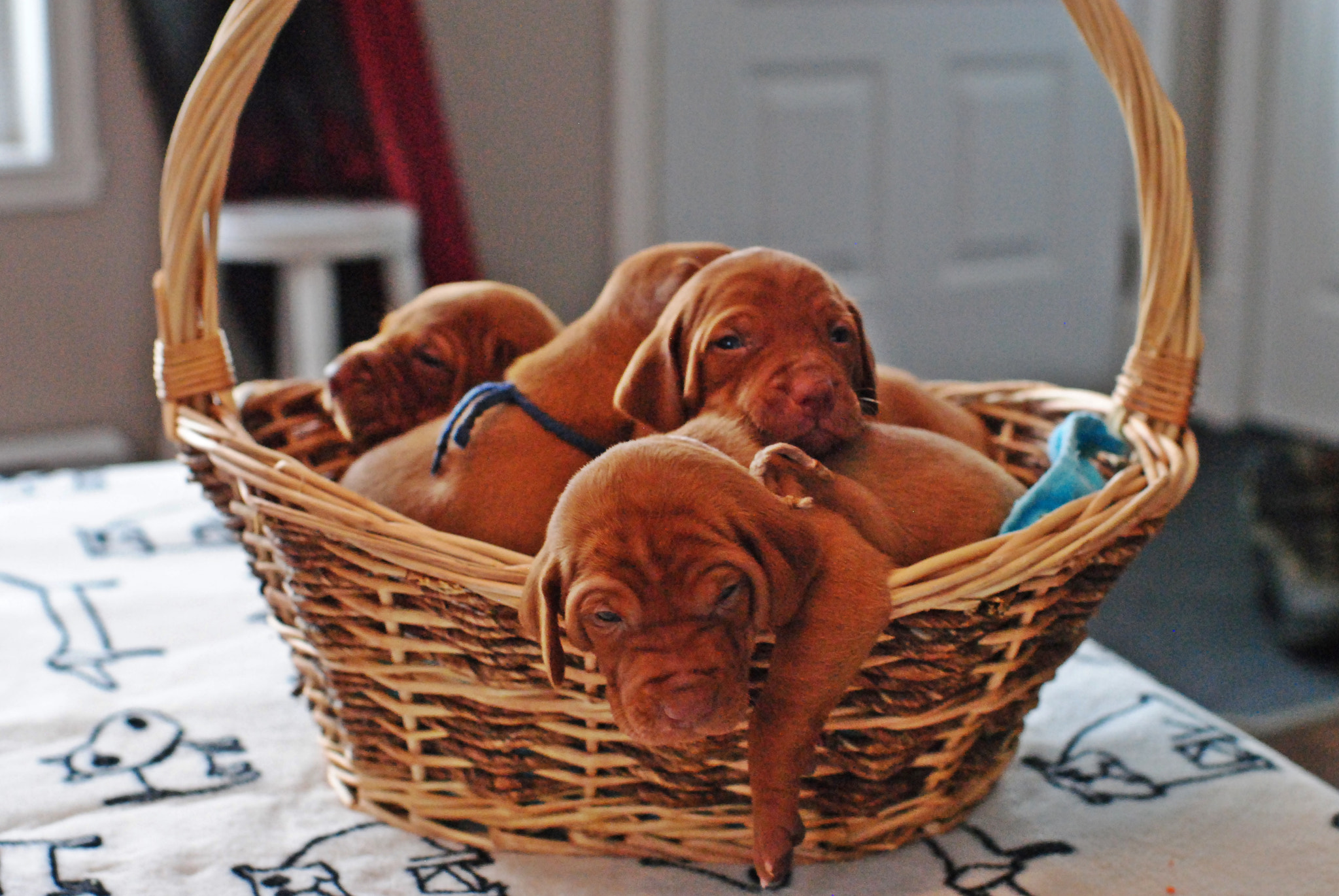 Nikon D3000 + Nikon AF-S Nikkor 35mm F1.4G sample photo. A basketfull of puppies for valentine photography