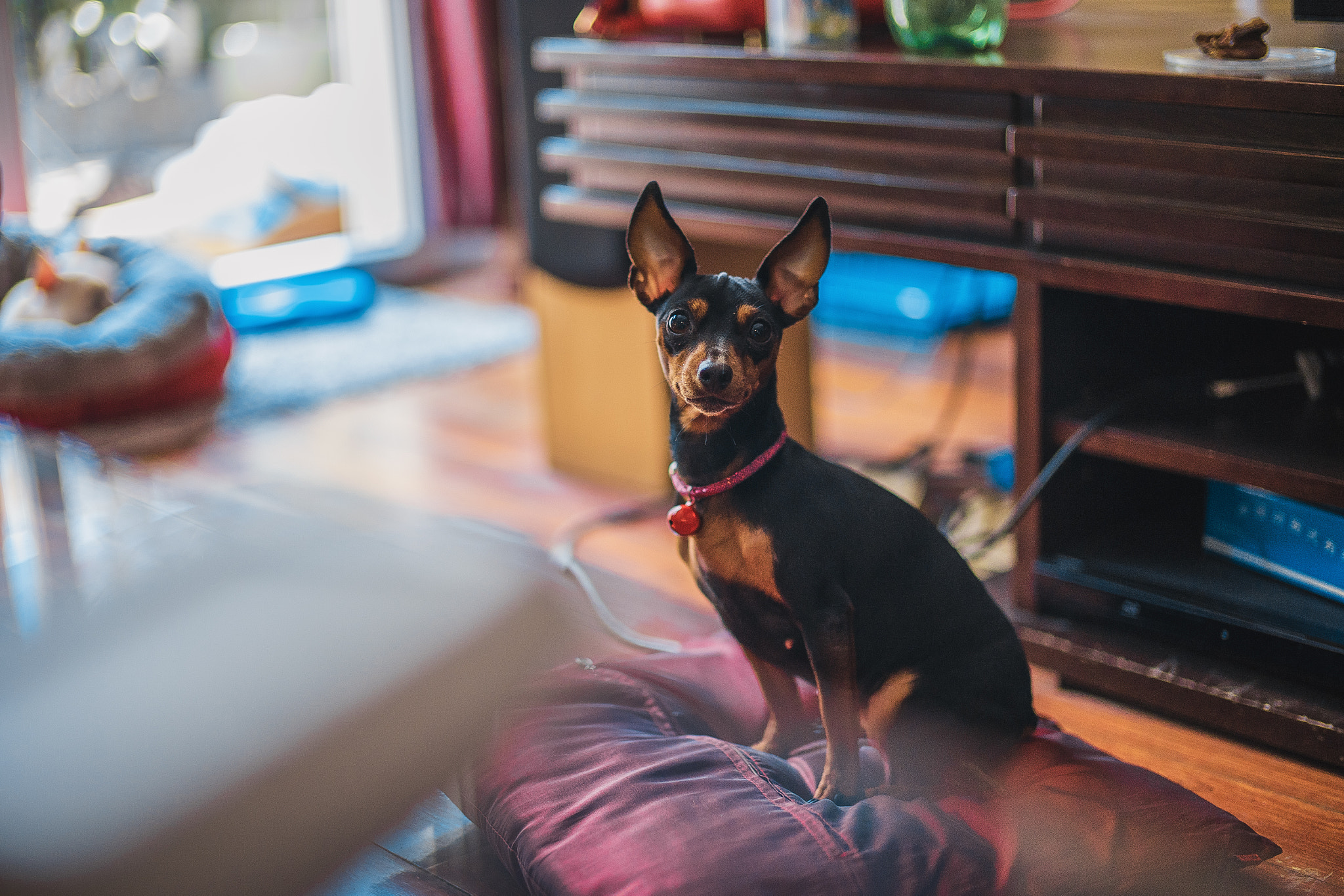 Sony Planar T* 50mm F1.4 ZA SSM sample photo