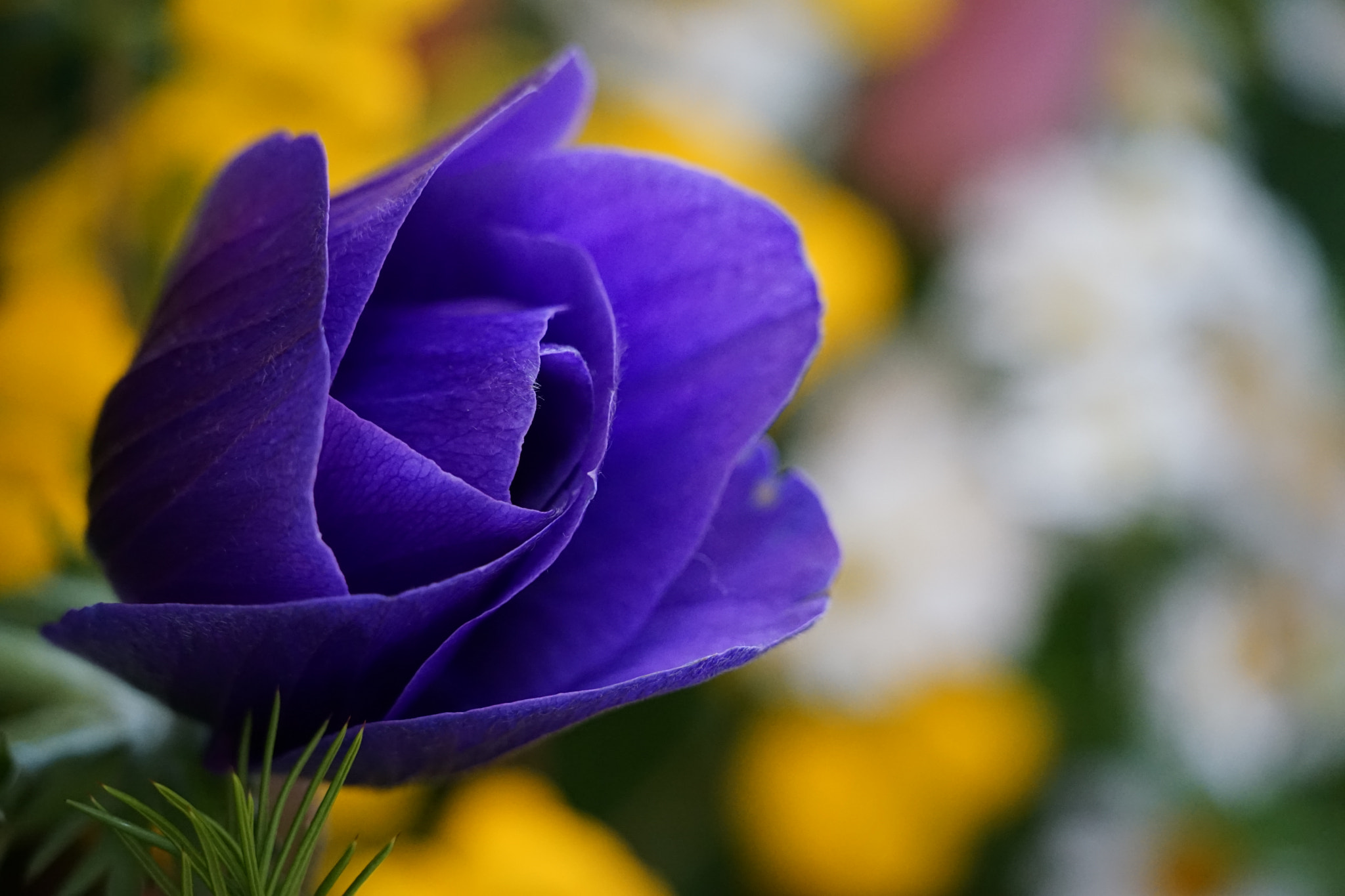 Sony FE 70-300mm F4.5-5.6 G OSS sample photo. Anemone photography
