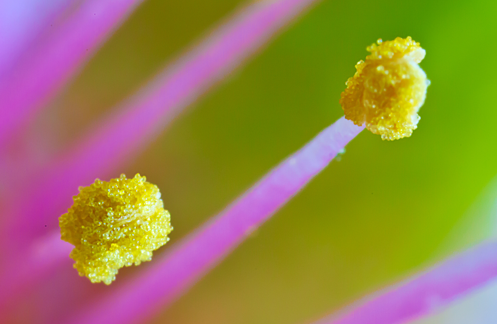 Canon MP-E 65mm F2.5 1-5x Macro Photo sample photo. Parella photography