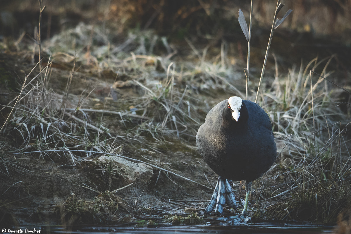 Canon EF 600mm F4L IS II USM sample photo. Foulque macroule photography