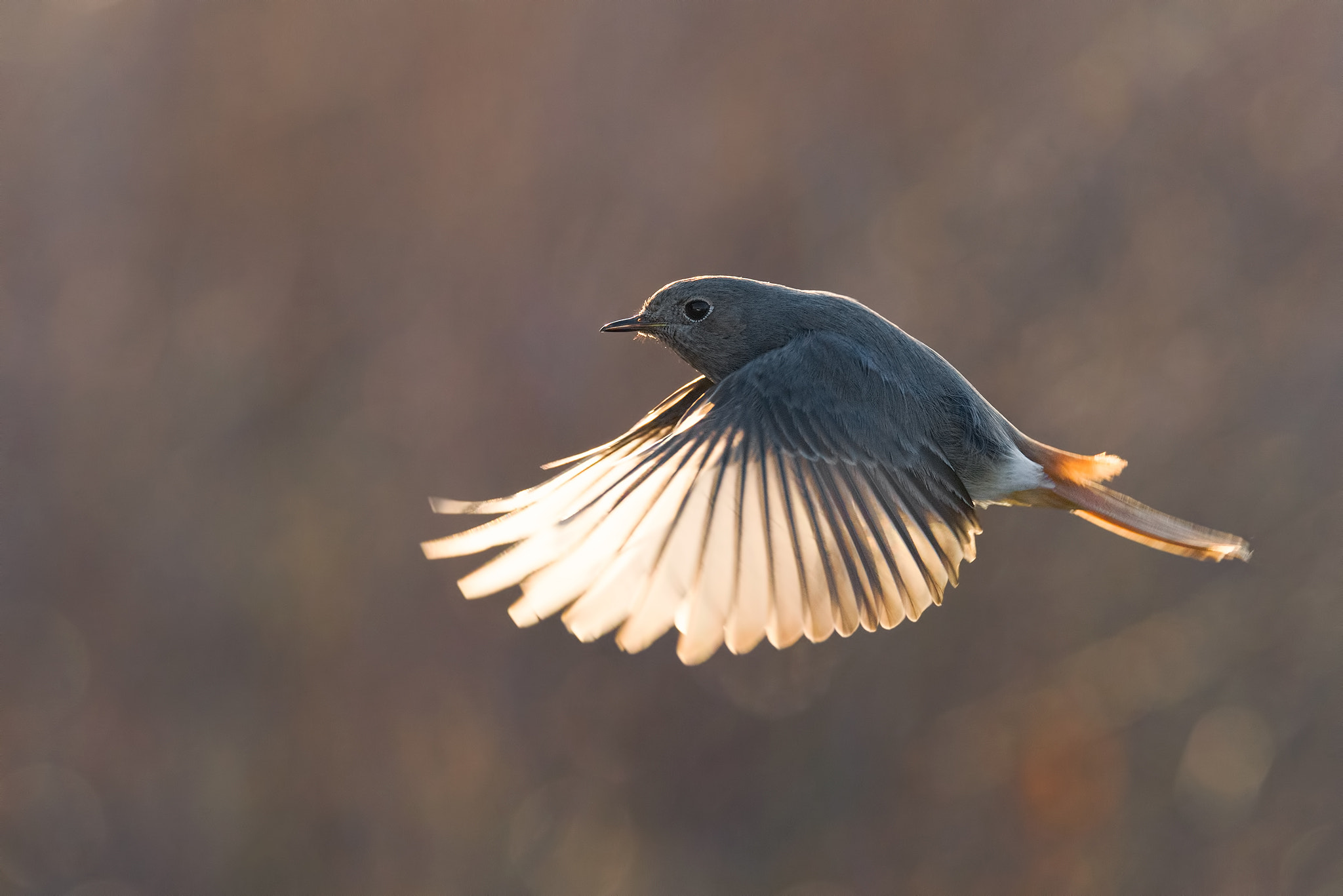 Sigma 150-600mm F5-6.3 DG OS HSM | S sample photo. Black redstart fly backlight photography