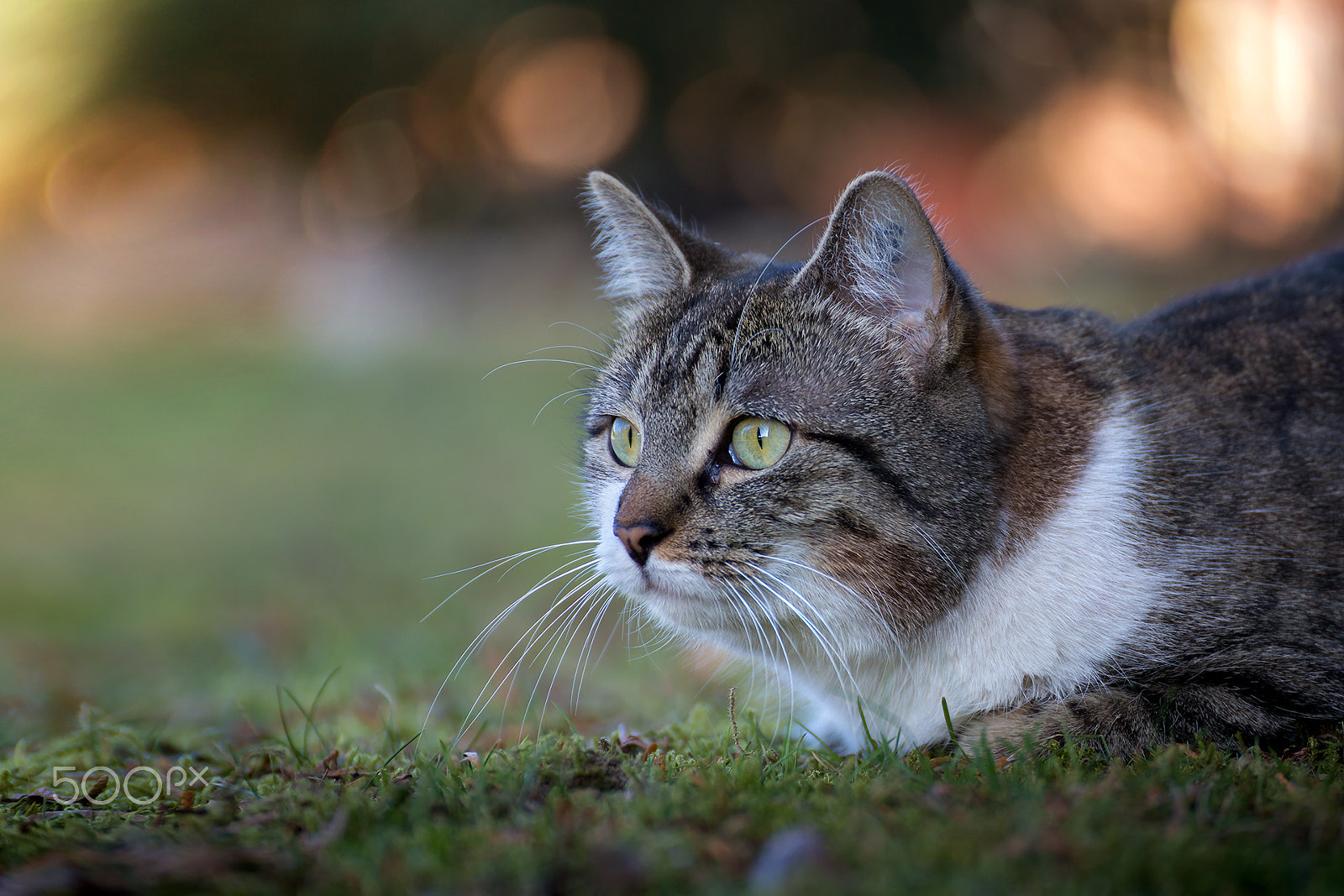 Tamron SP 35mm F1.8 Di VC USD sample photo. Mila photography