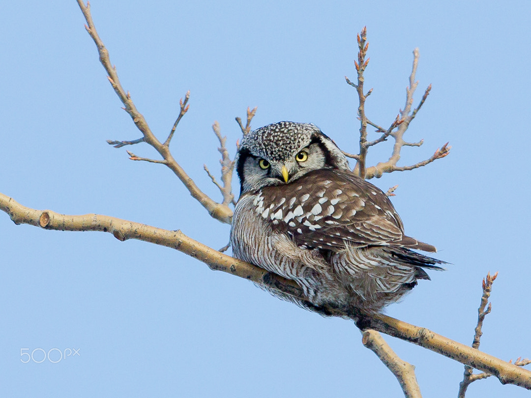 Canon EF 500mm F4L IS USM sample photo. Hawk owl photography
