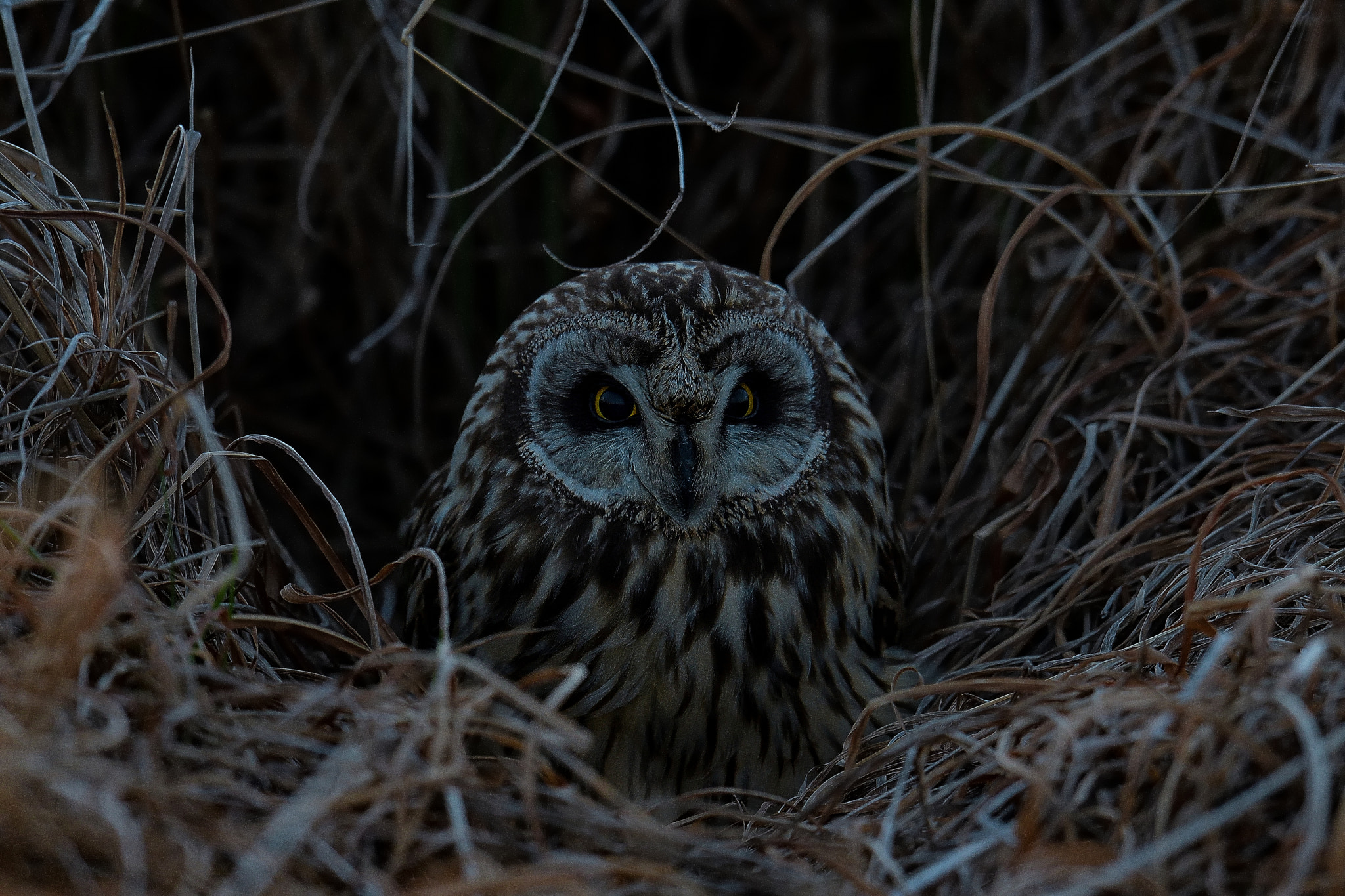 Nikon D500 + Nikon AF-S Nikkor 600mm F4G ED VR sample photo. Short-eared owl photography