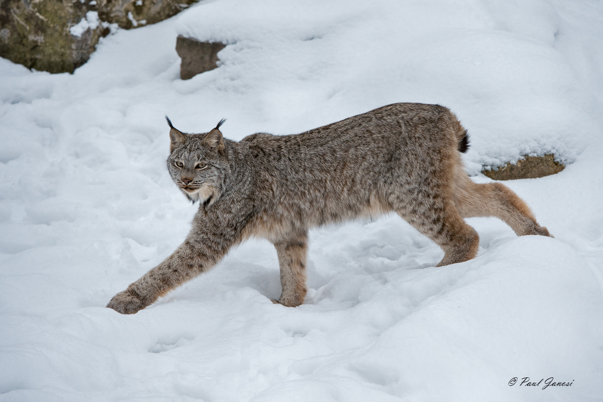 Nikon D4S + Nikon AF-S Nikkor 200-400mm F4G ED-IF VR sample photo. Canada lynx photography