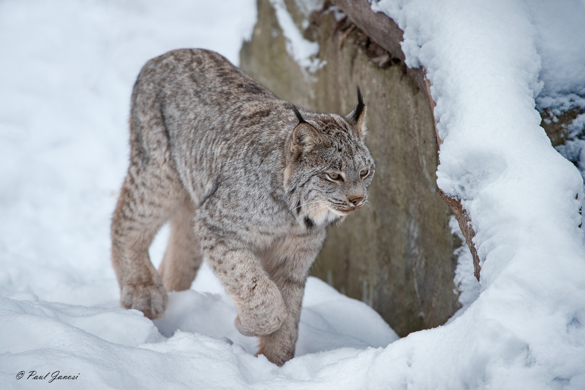 Nikon D4S + Nikon AF-S Nikkor 200-400mm F4G ED-IF VR sample photo. Canada lynx photography