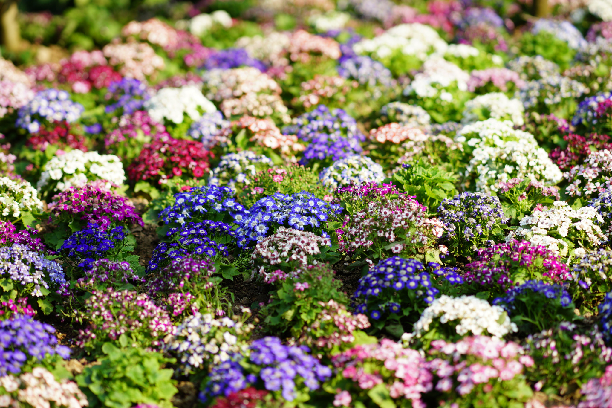 Sony Sonnar T* 135mm F1.8 ZA sample photo