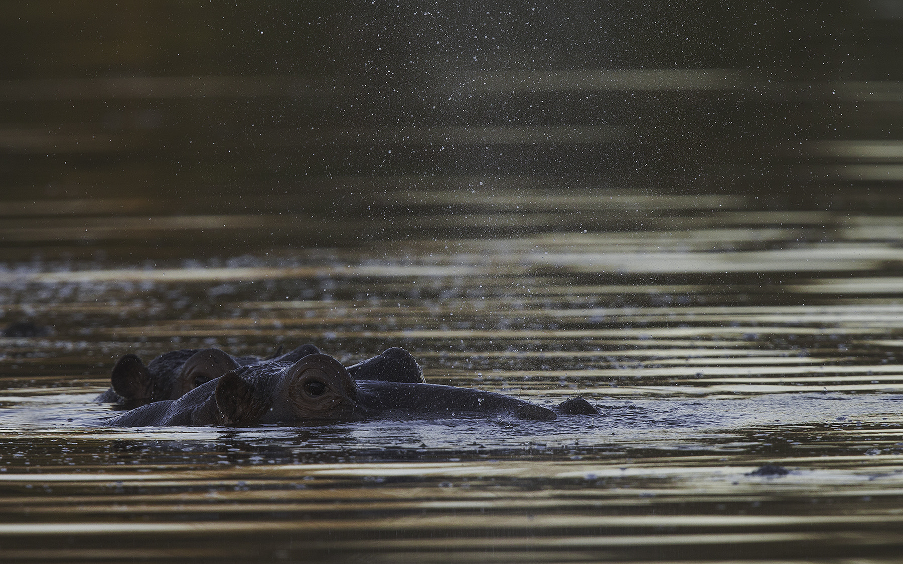 Canon EF 600mm F4L IS II USM sample photo. Hippo photography