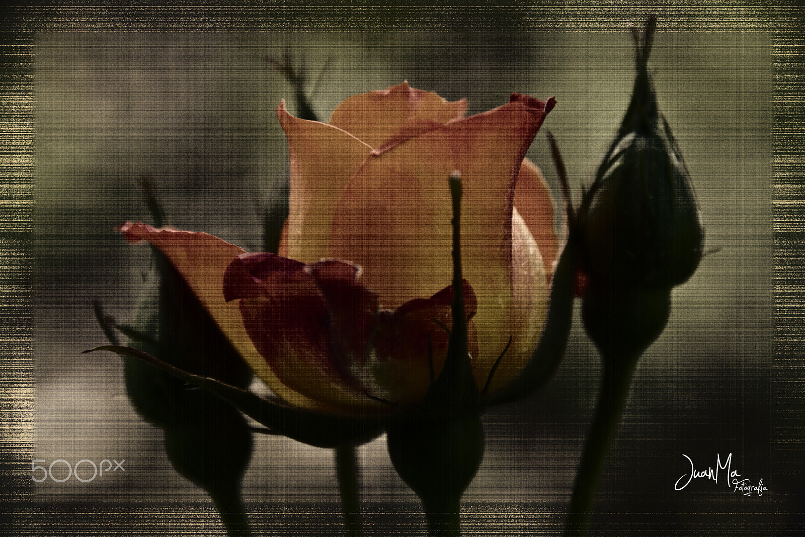 Pentax K100D Super + Sigma sample photo. Una rosa para el amor: photography