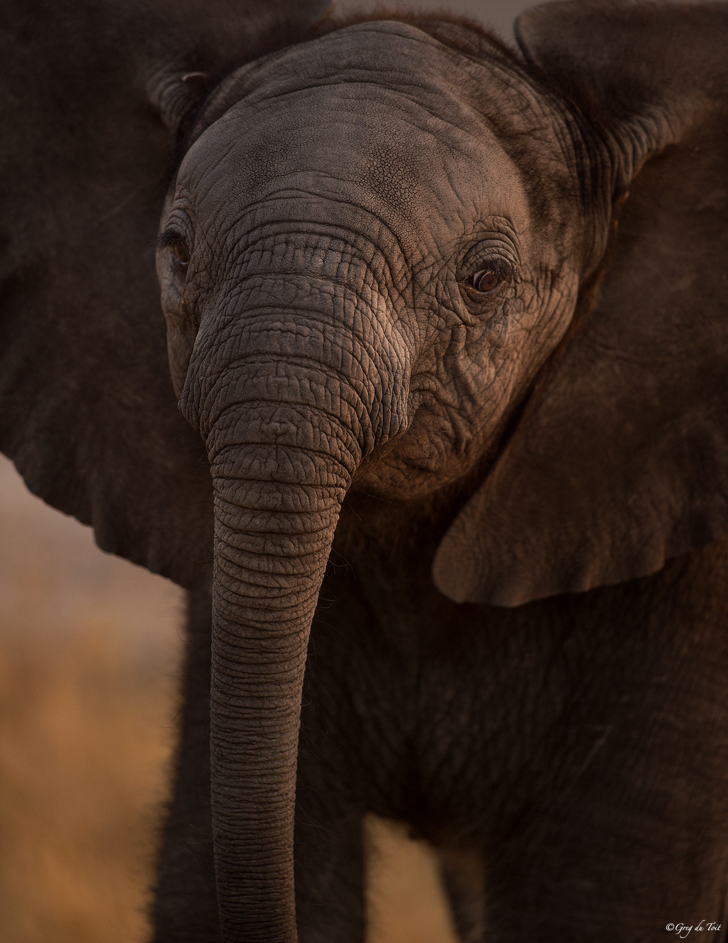 Nikon D4S sample photo. Baby elephant photography