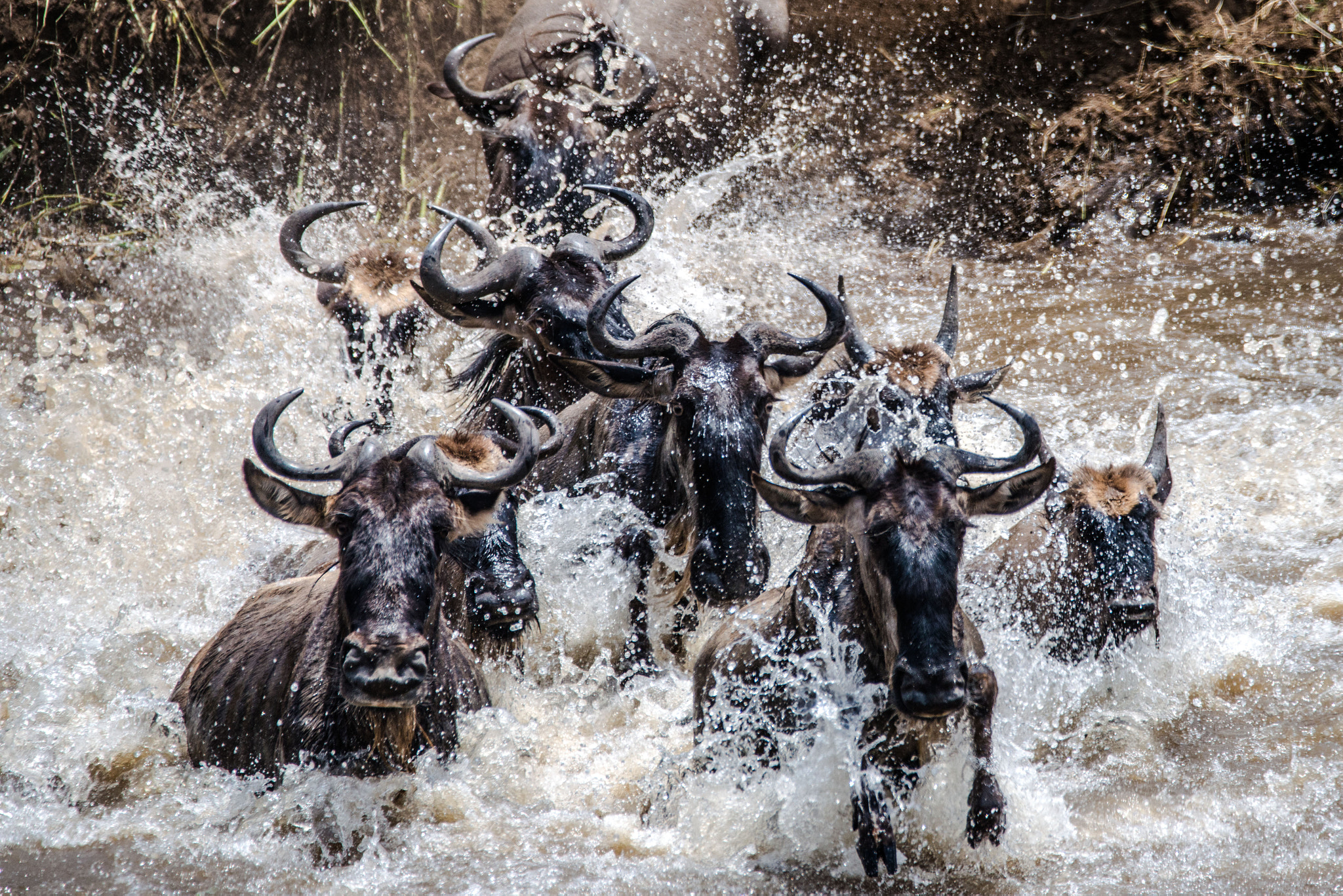 Nikon D800 + Sigma 150-600mm F5-6.3 DG OS HSM | C sample photo. The great migration photography