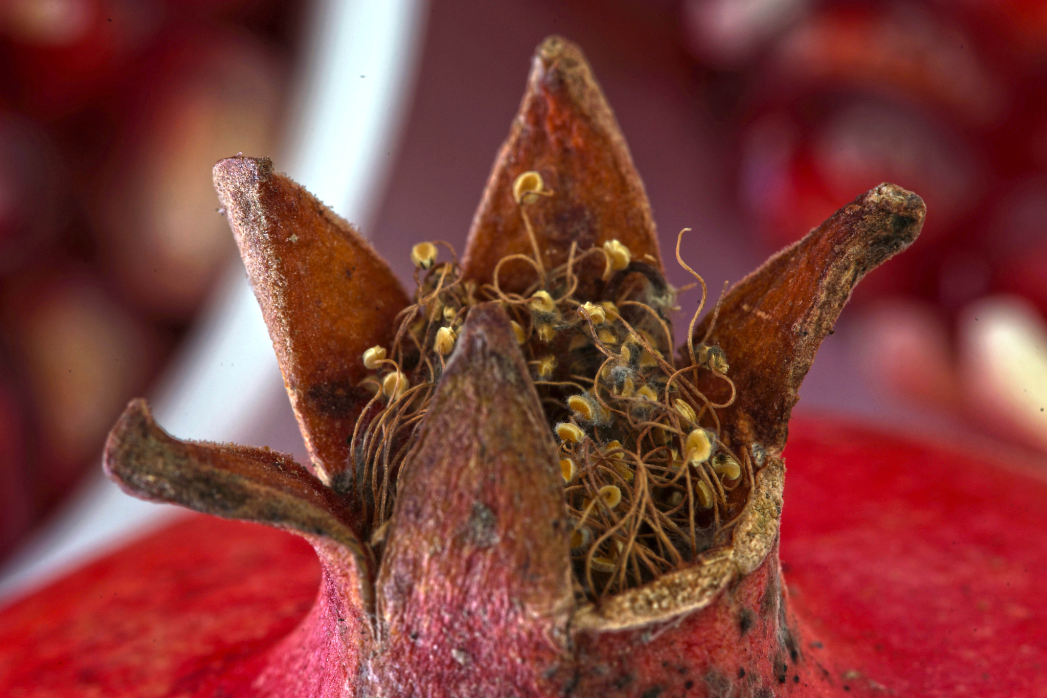 Minolta AF 100mm F2.8 Macro [New] sample photo. Pomegranate photography