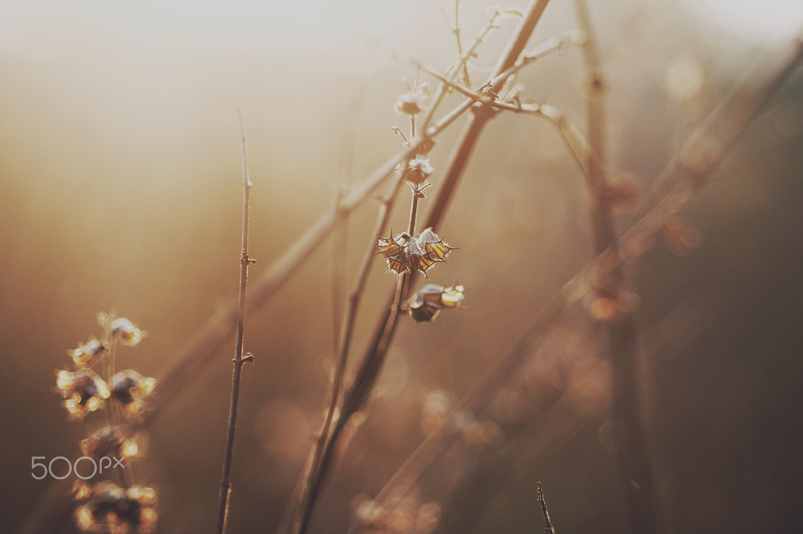 Nikon D90 + Nikon AF Micro-Nikkor 60mm F2.8D sample photo. Macro in fields during sunrise photography