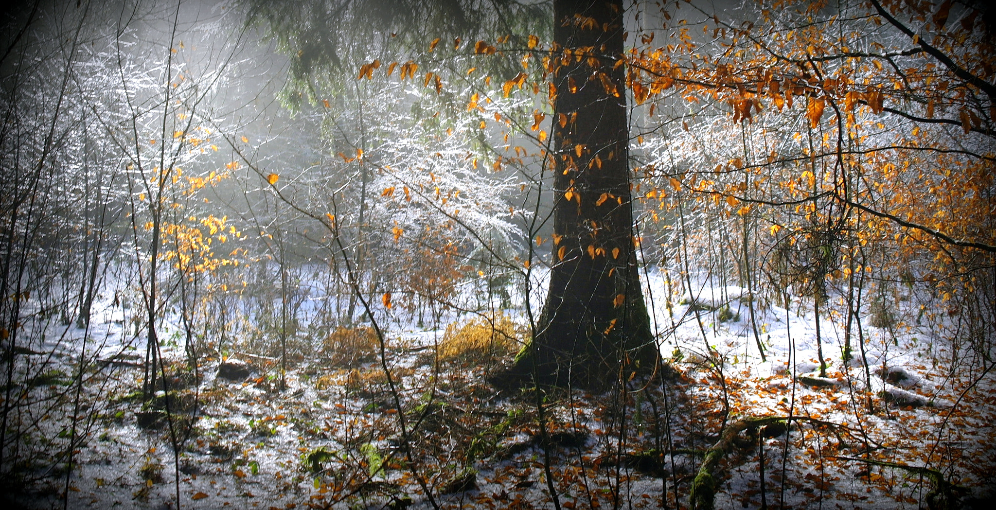 Samsung NX10 sample photo. Winter day photography