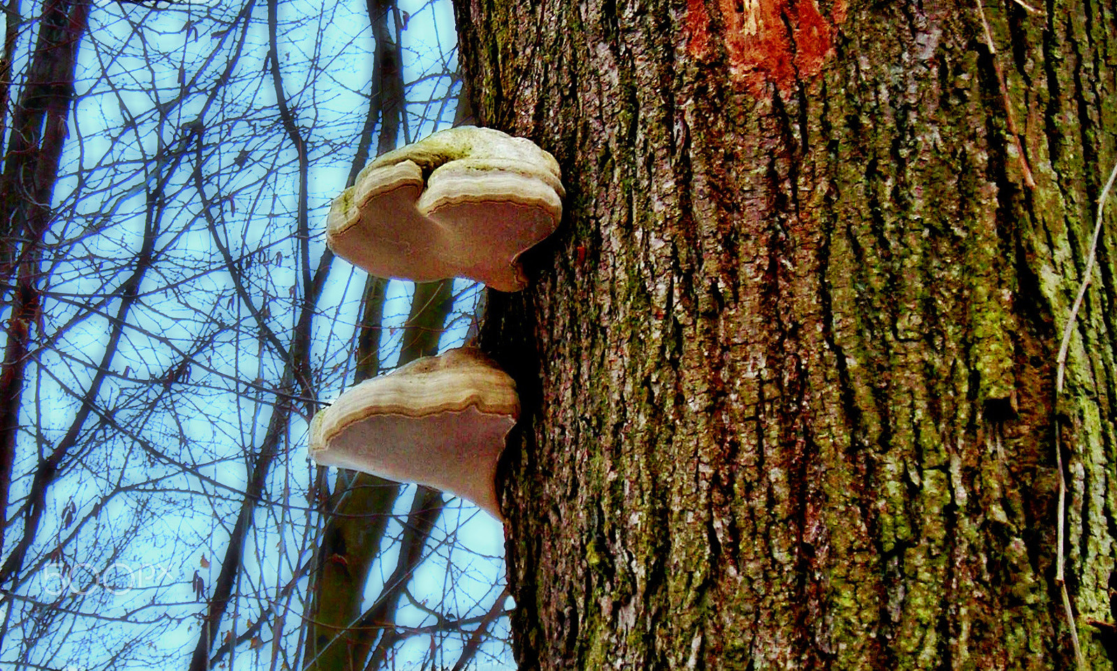 Nikon COOLPIX L3 sample photo. Fomes fomentarius photography