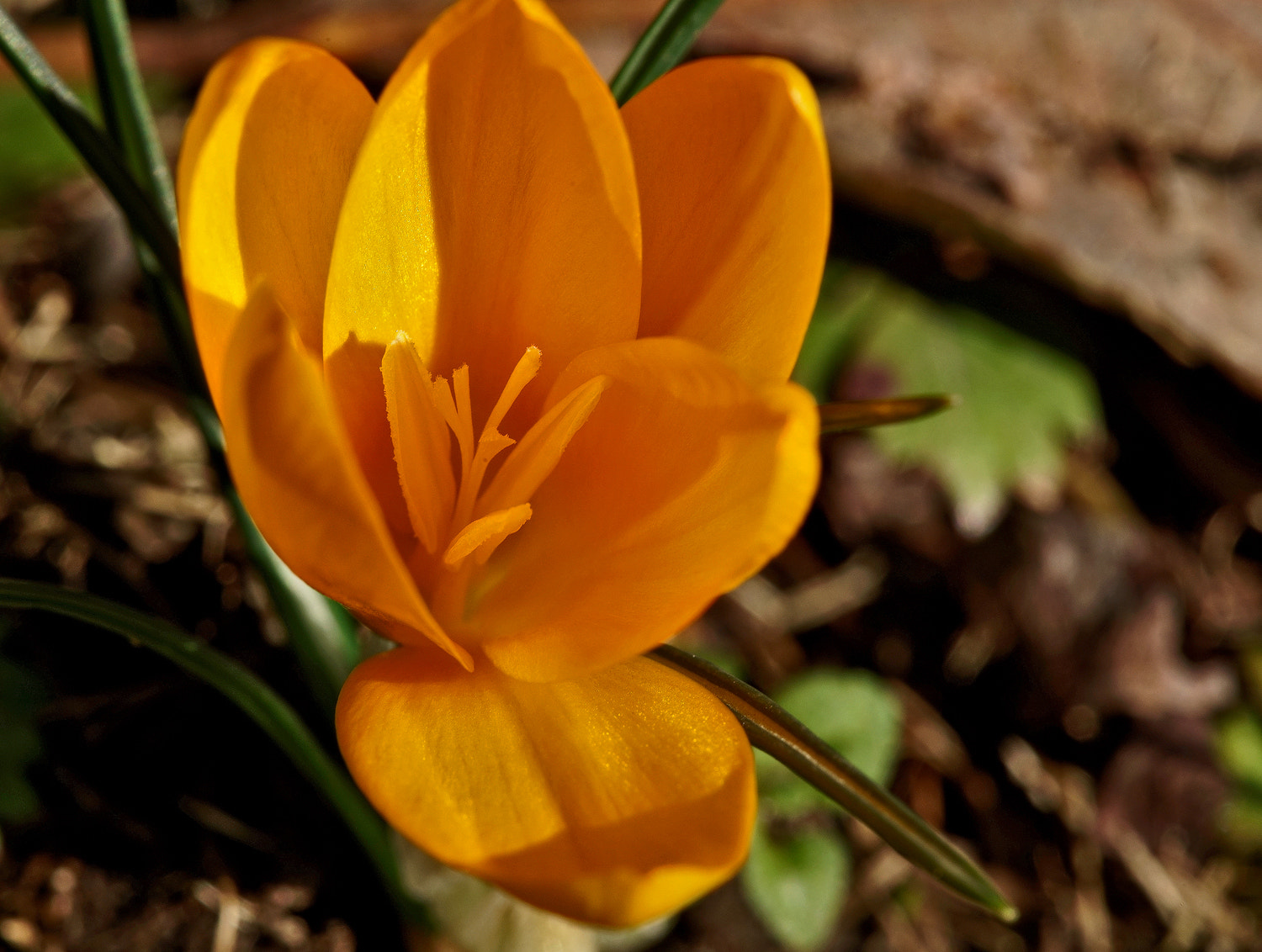 Sony a7R II + 100mm F2.8 SSM sample photo. First yellow crocus photography