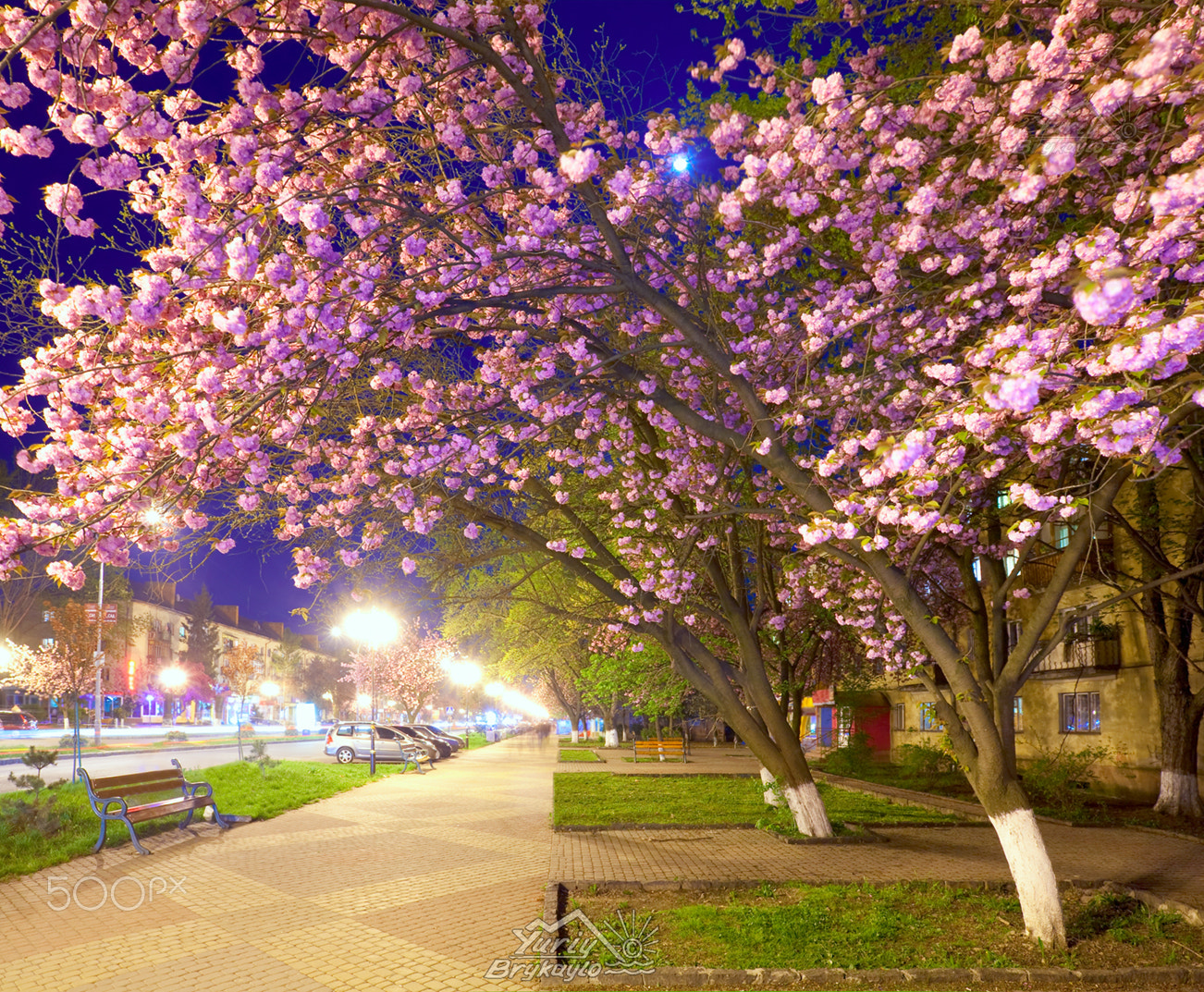 Canon EF 16-35mm F2.8L II USM sample photo. Night urban view with japanese cherry blossom photography