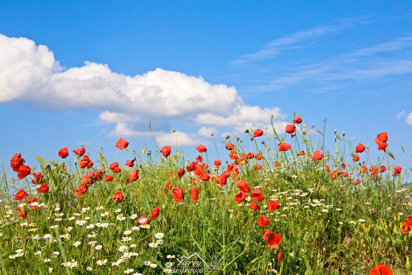 Canon EOS 5D + Canon EF 70-200mm F4L IS USM sample photo. Beautiful summer field. photography