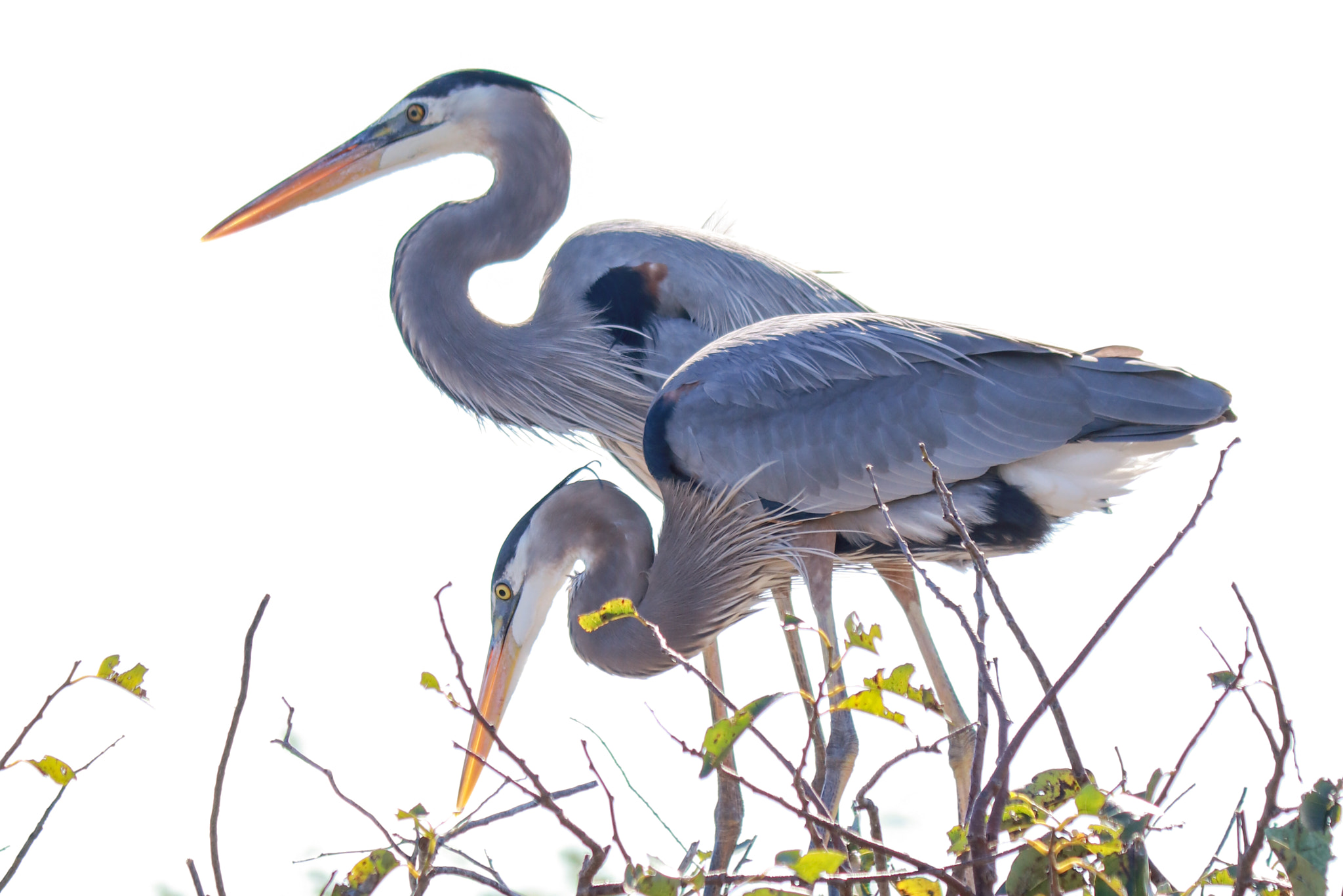 Canon EF-S 55-250mm F4-5.6 IS II sample photo. Florida photography
