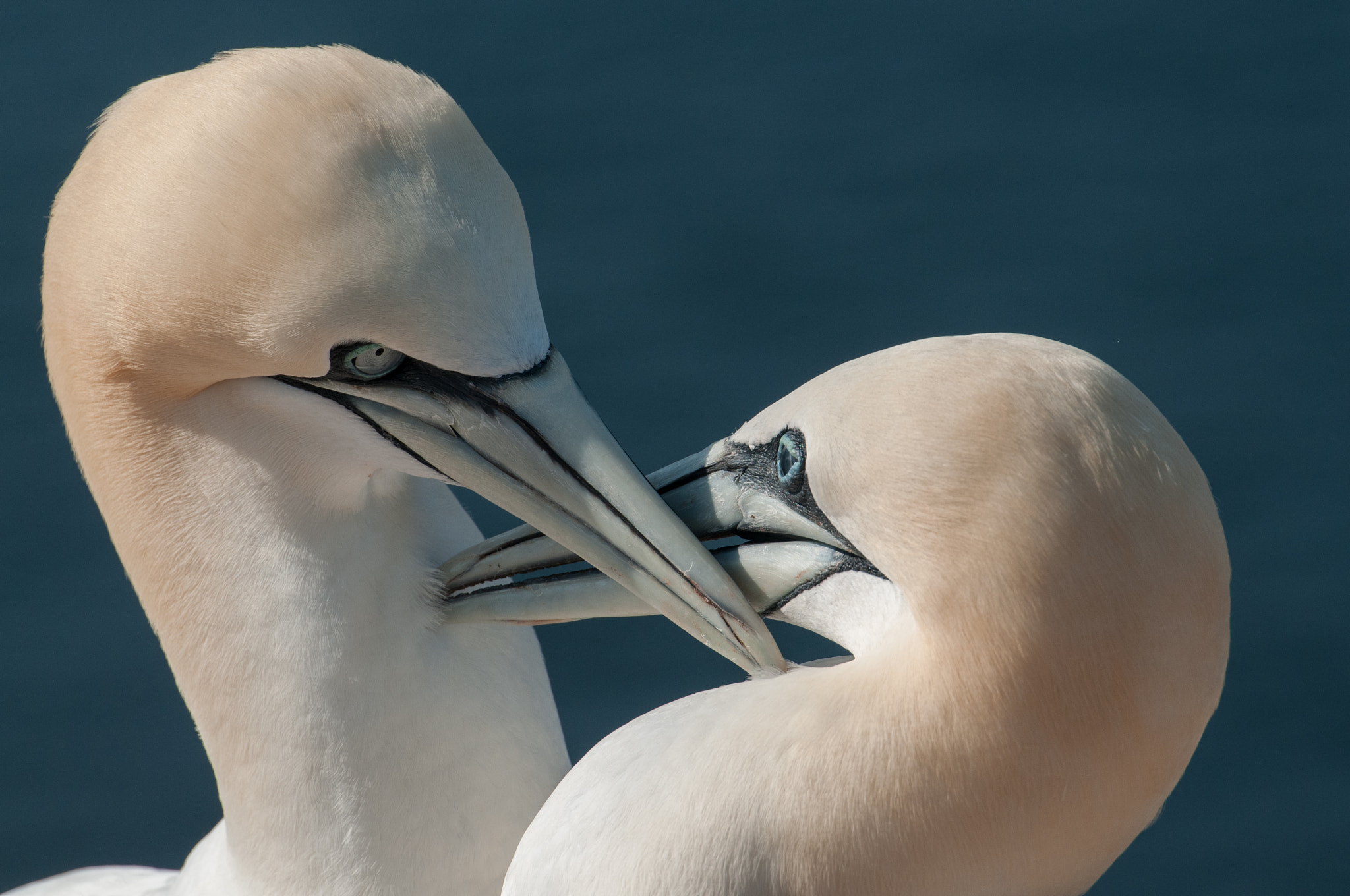 Nikon AF-S Nikkor 70-200mm F2.8G ED VR II sample photo. Happy valentines day! photography