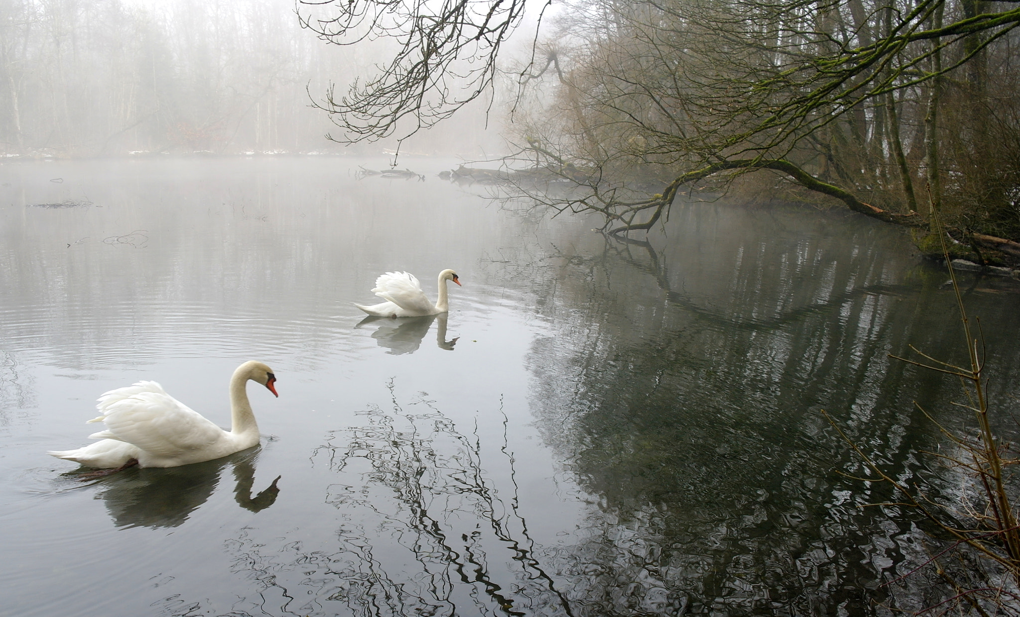 Samsung NX10 sample photo. Harmonie im nebel aaa photography