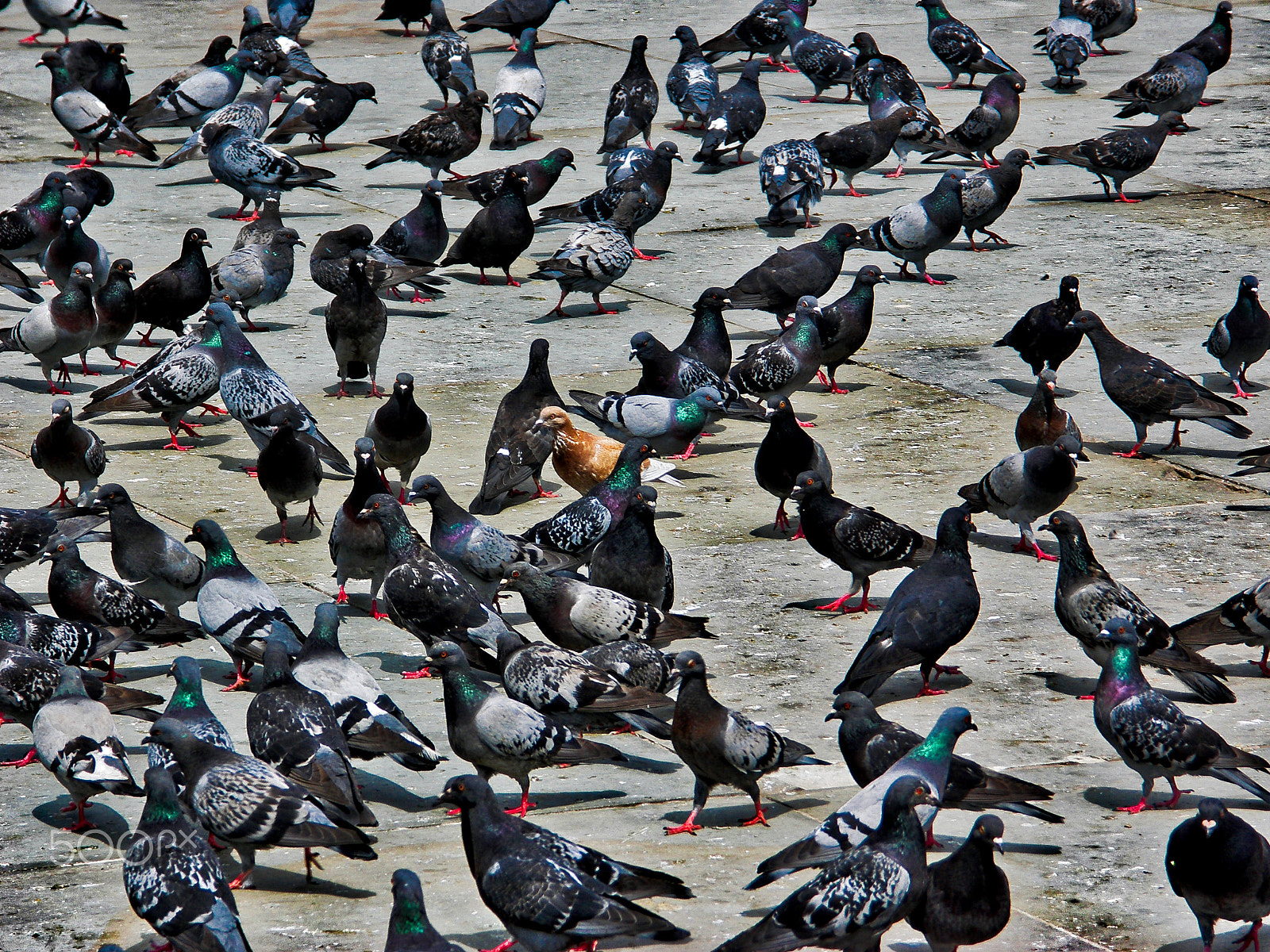 KONICA MINOLTA DiMAGE A200 sample photo. One brown pidgon photography