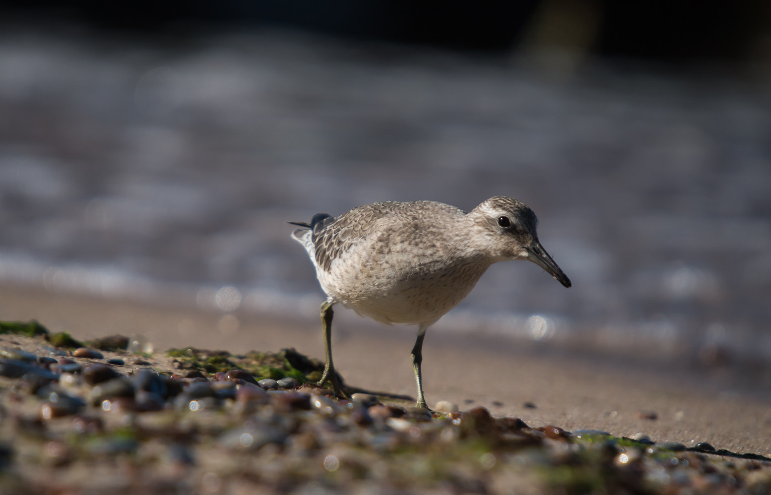 Pentax K-50 + Sigma sample photo. Runner photography