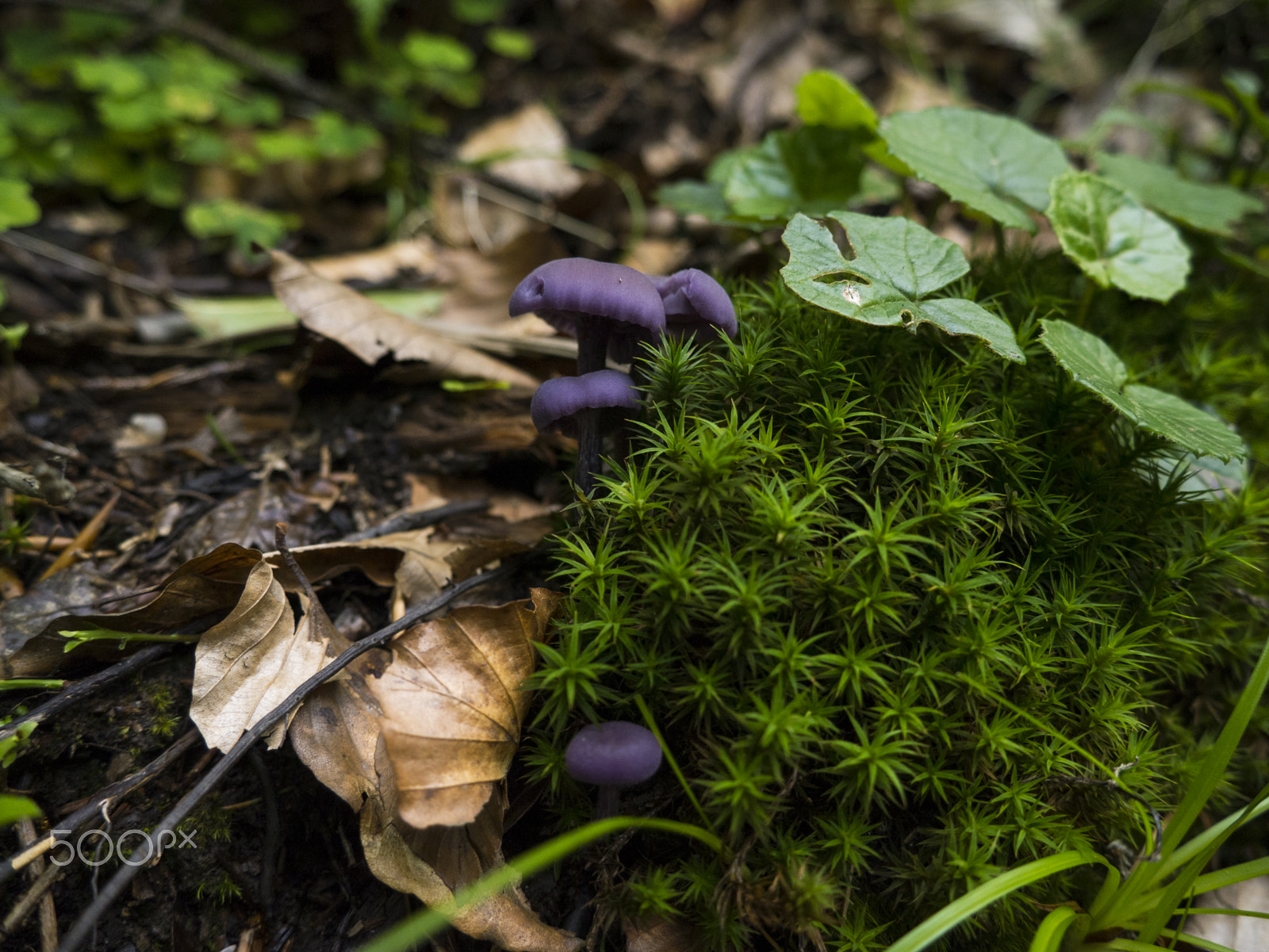 Panasonic Lumix DMC-GF6 sample photo. Violet mushrooms photography