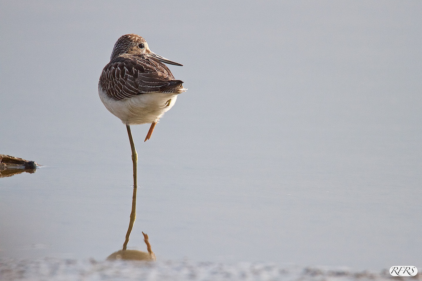 Tamron SP 150-600mm F5-6.3 Di VC USD sample photo. Greenshank looking back! photography
